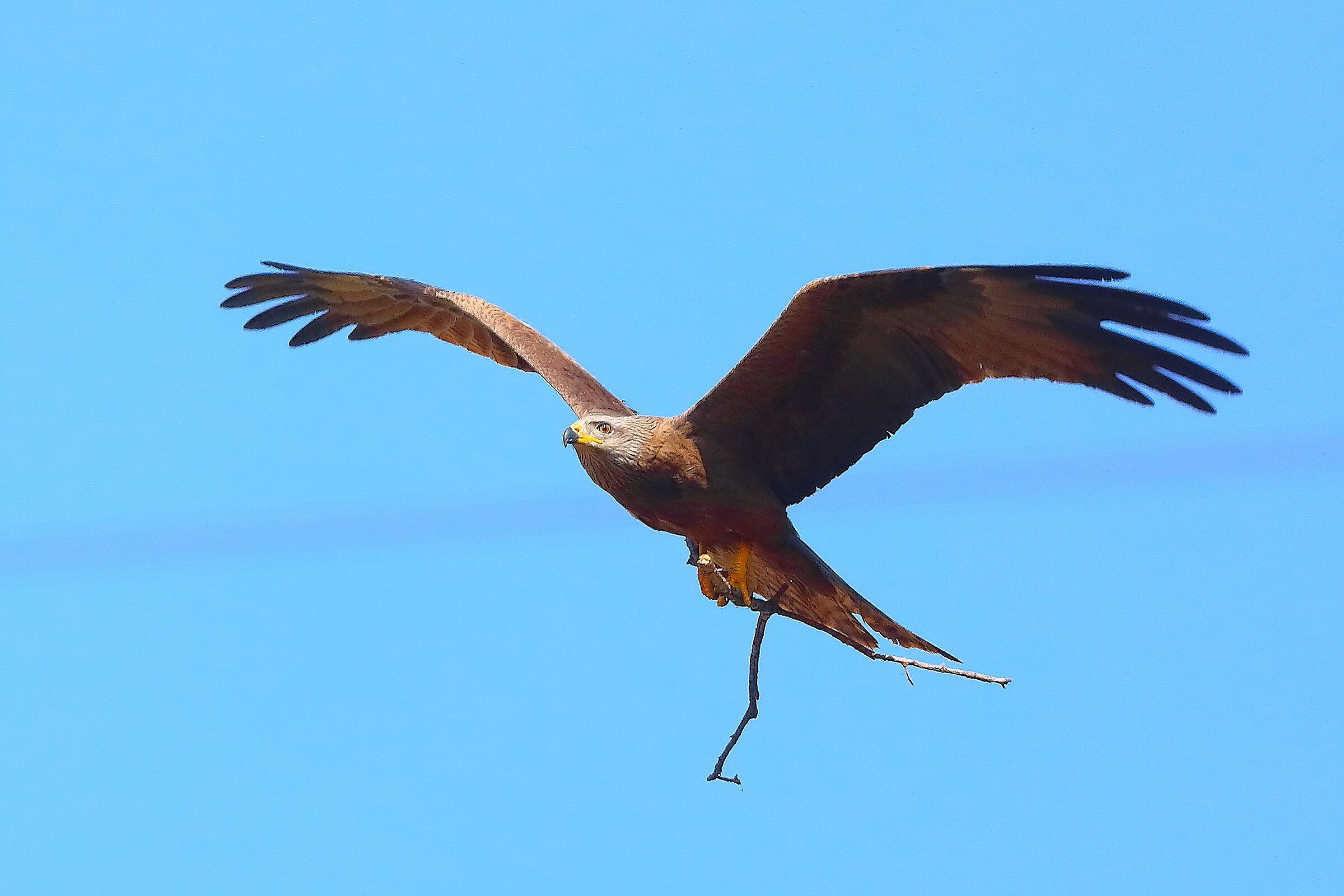 Nibbio bruno 06 aprile 2025 - 0048