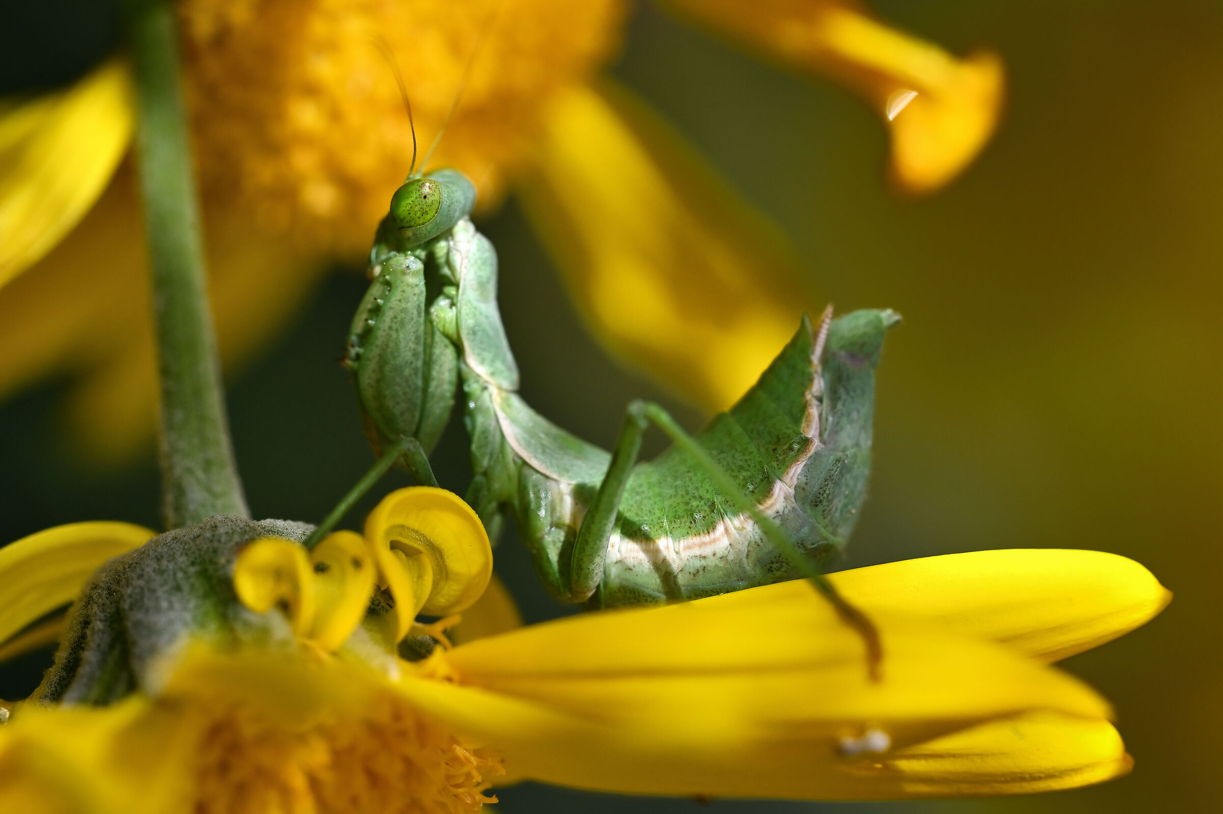 Praying mantis