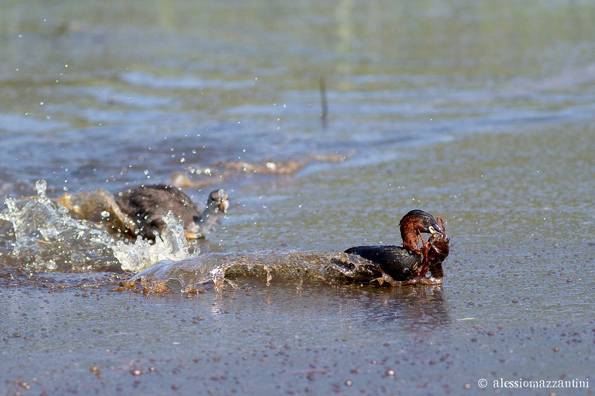 tuffetto e gamberone!!!