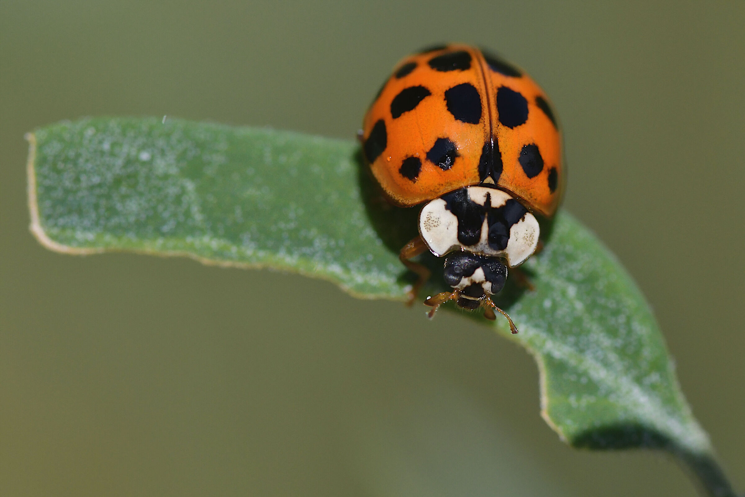 Harlequin ladybug