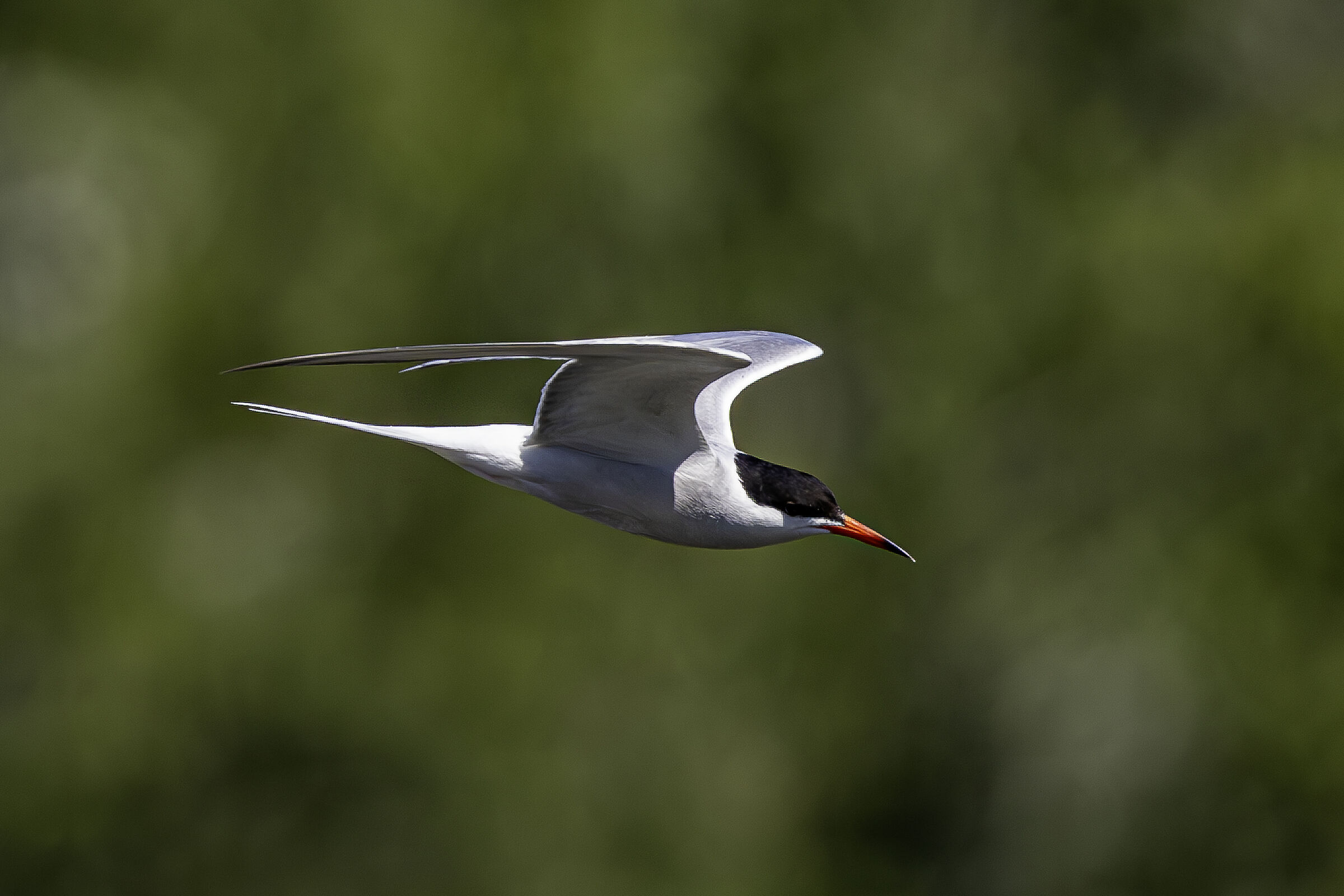 Tern in flight