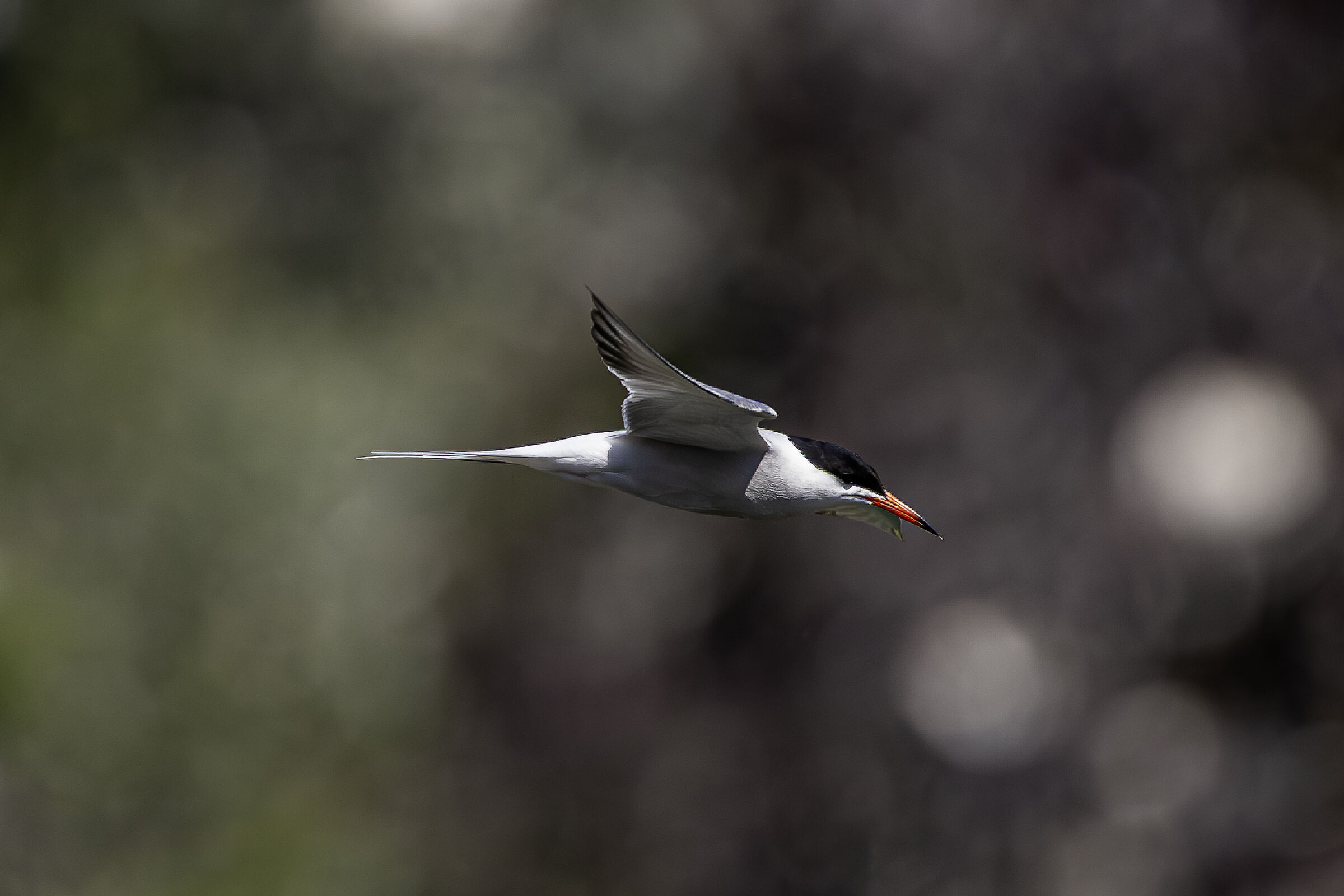 Tern in flight