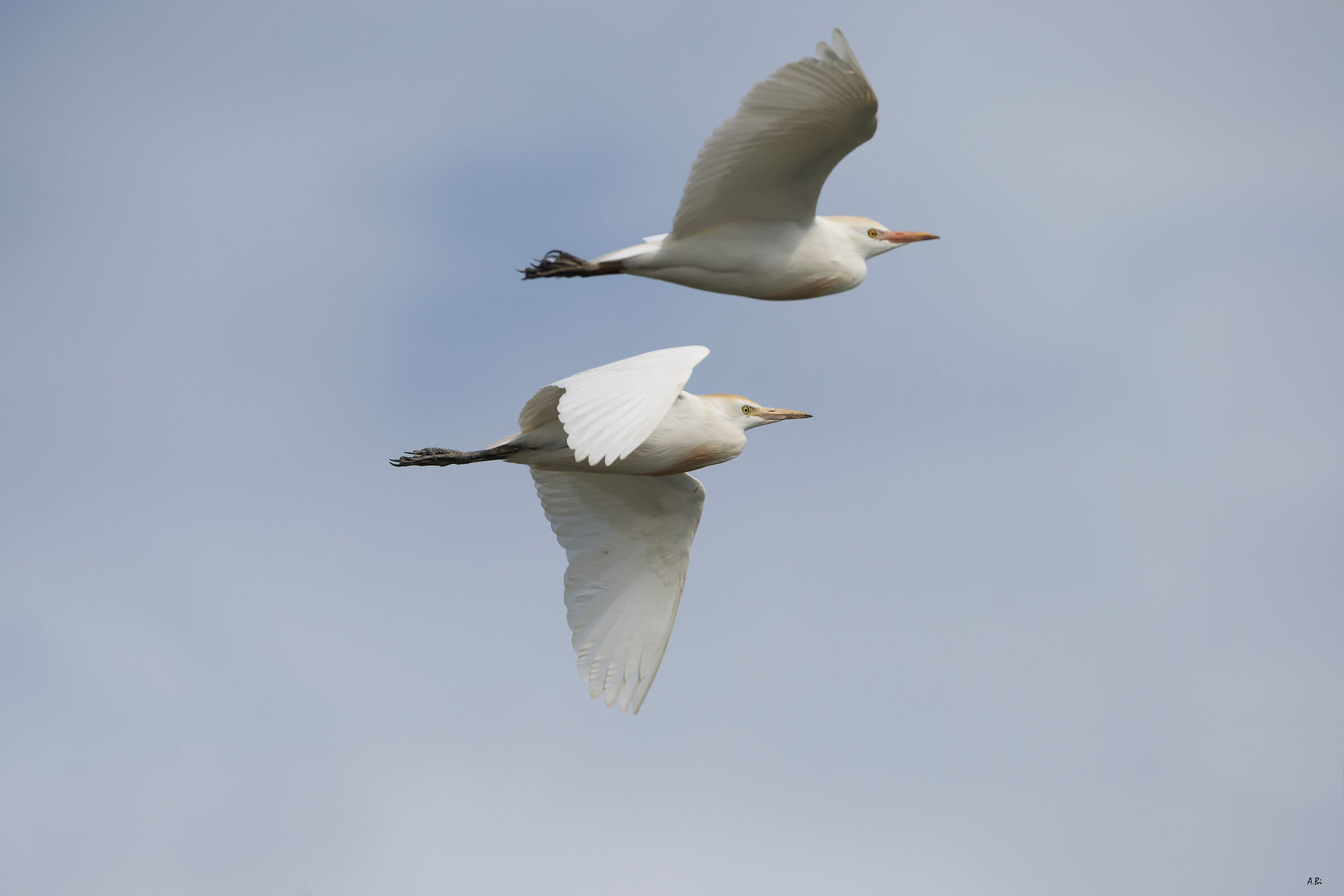 Cattle herons in flight