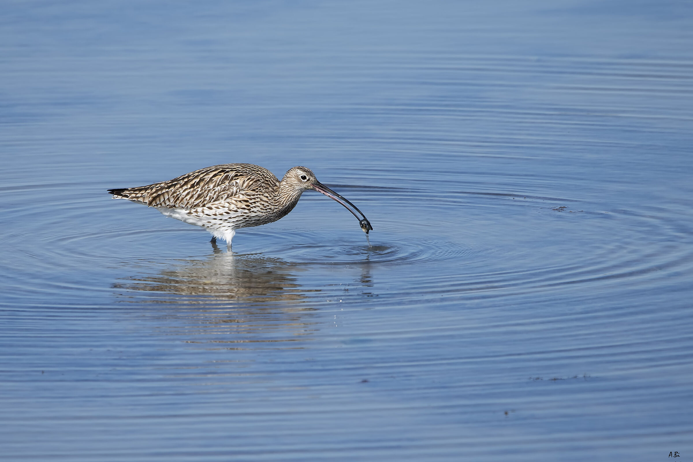 Greater Curlew