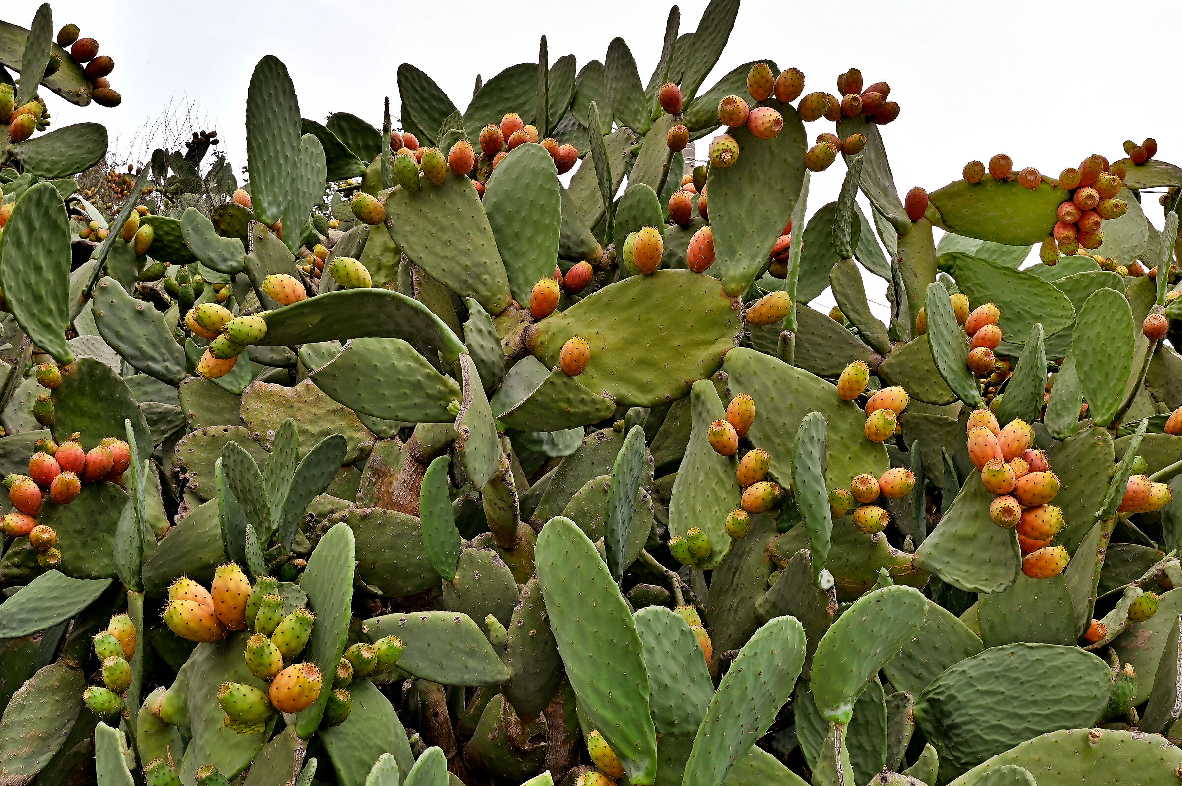 Abbondanza mediterranea