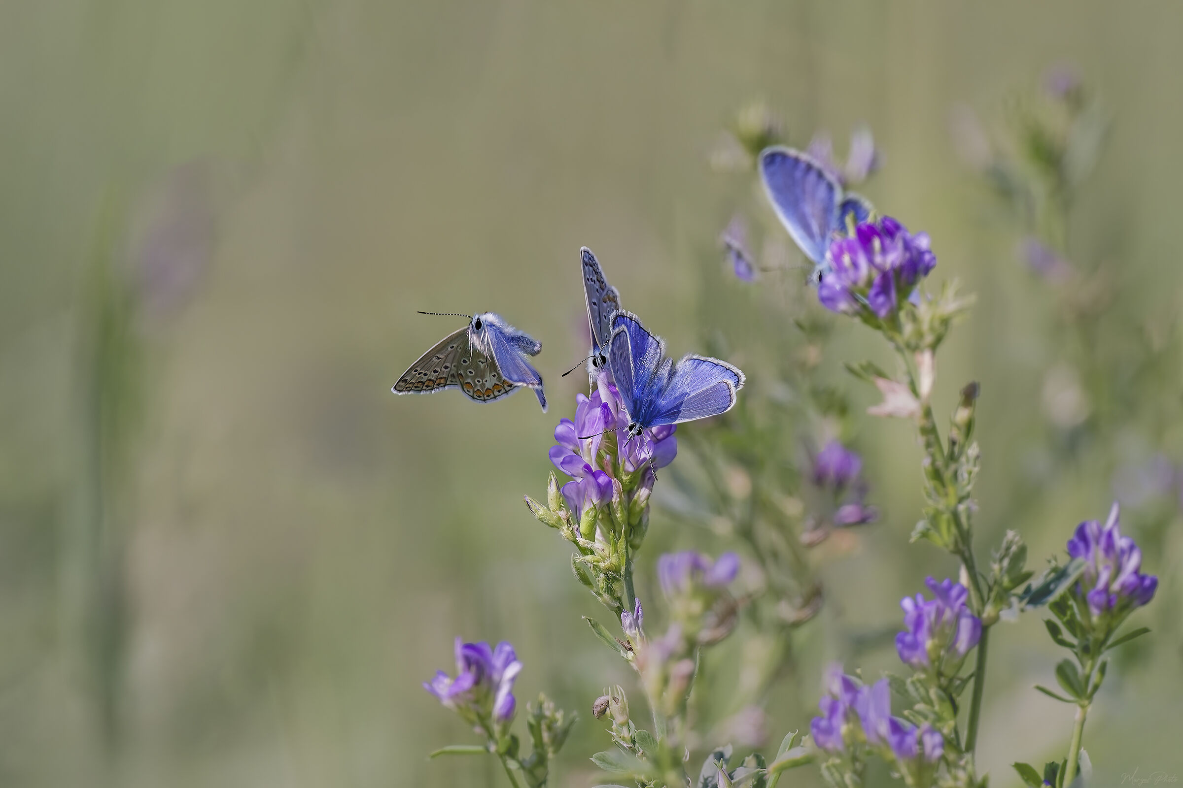 Farfalline tra i fiori
