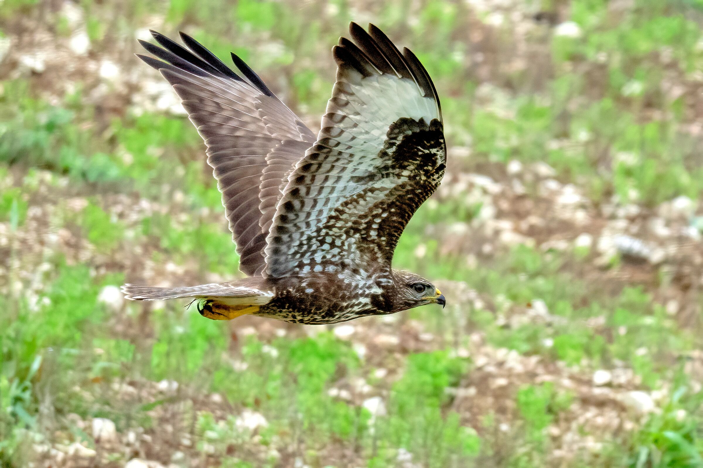 Poiana (Buteo buteo)