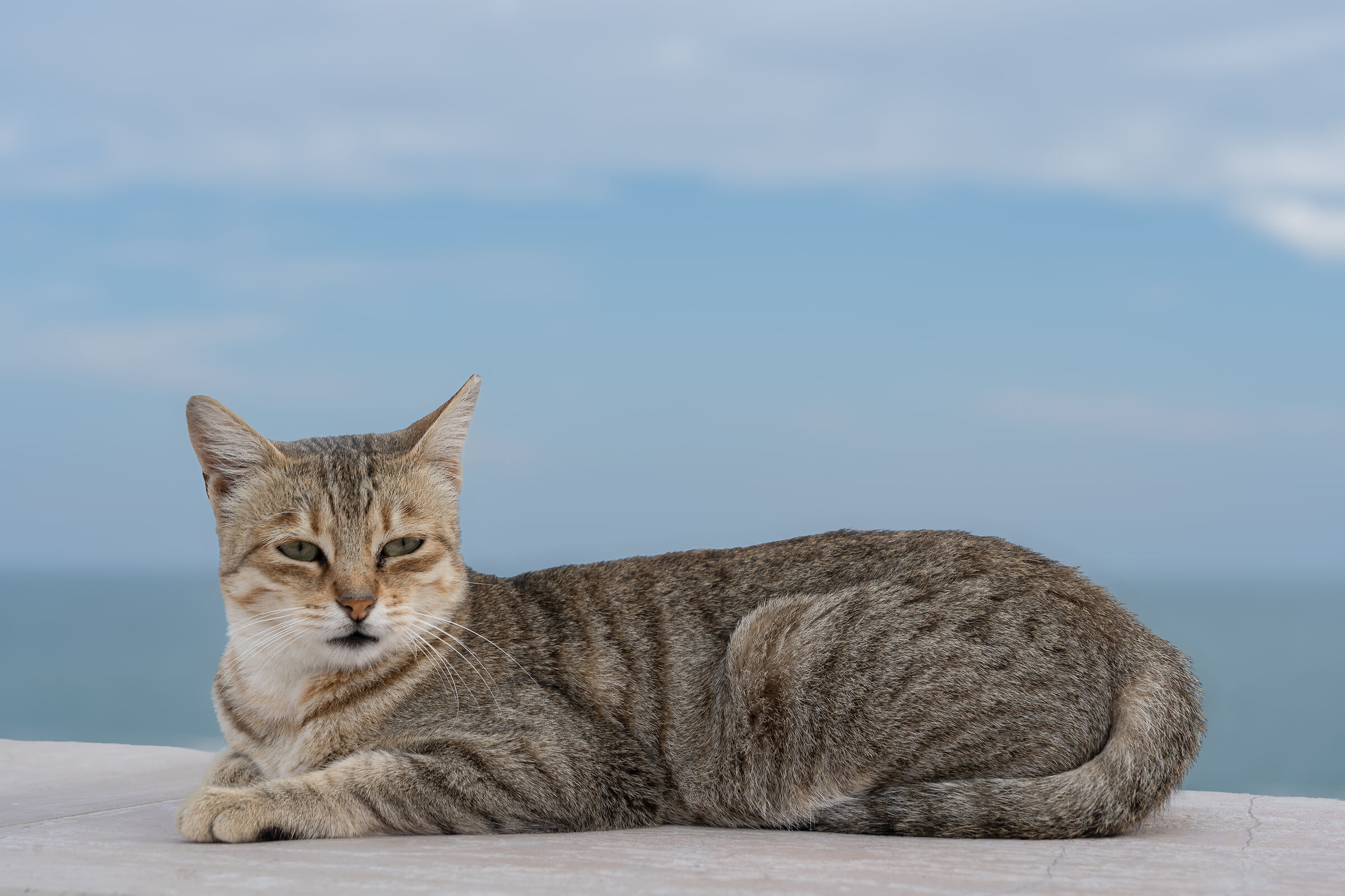 Tra cielo e mare a Vieste ...