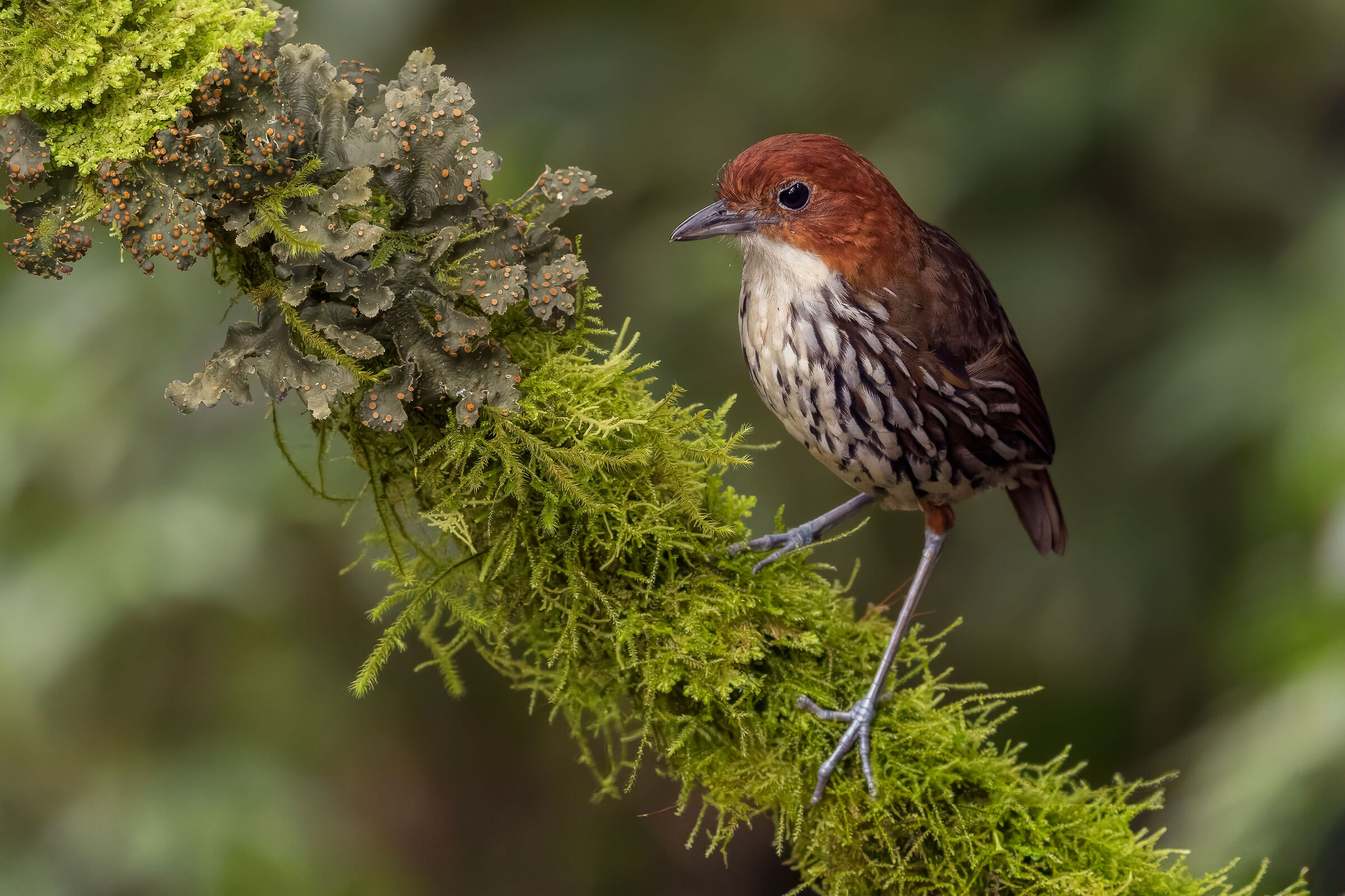 Pitta formichiera capocastano