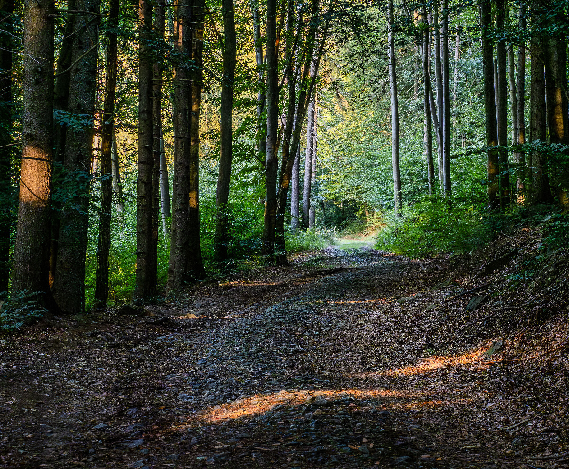 Il sentiero di montagna
