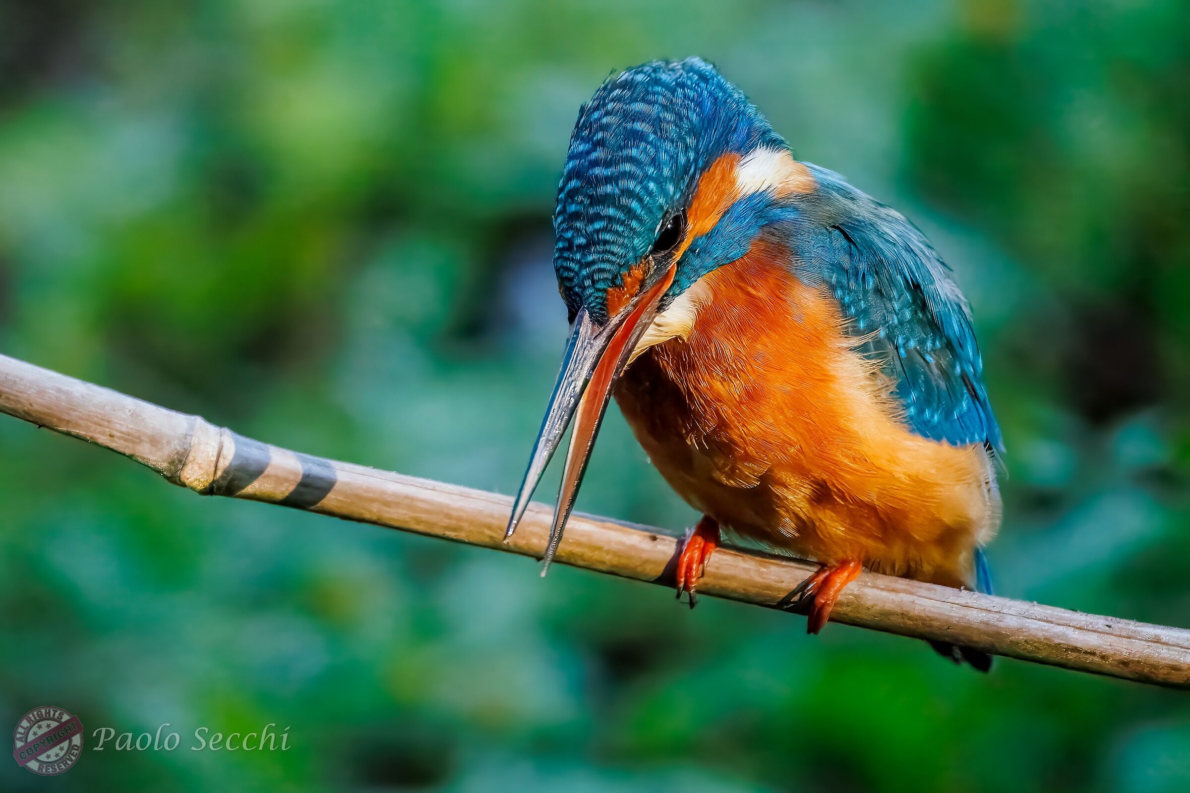 Food curiosity