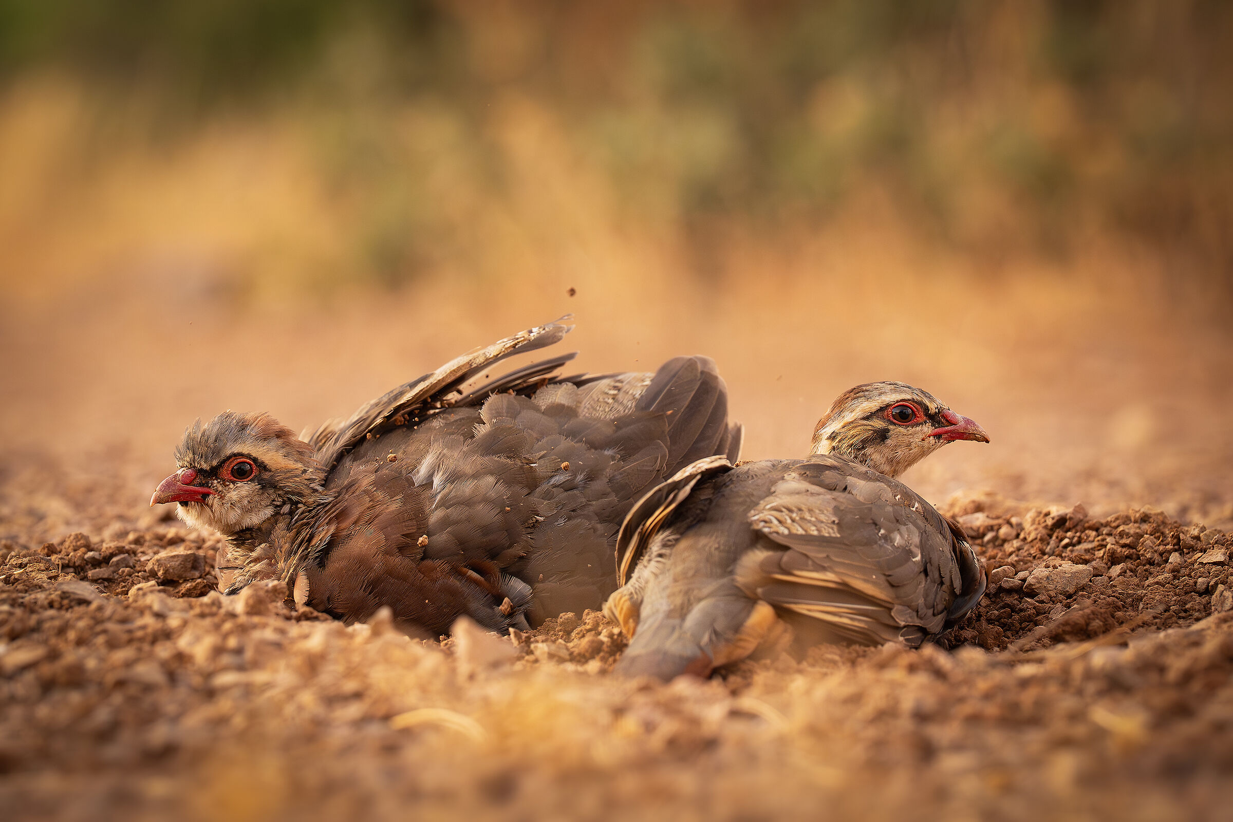 Red partridge sand bath