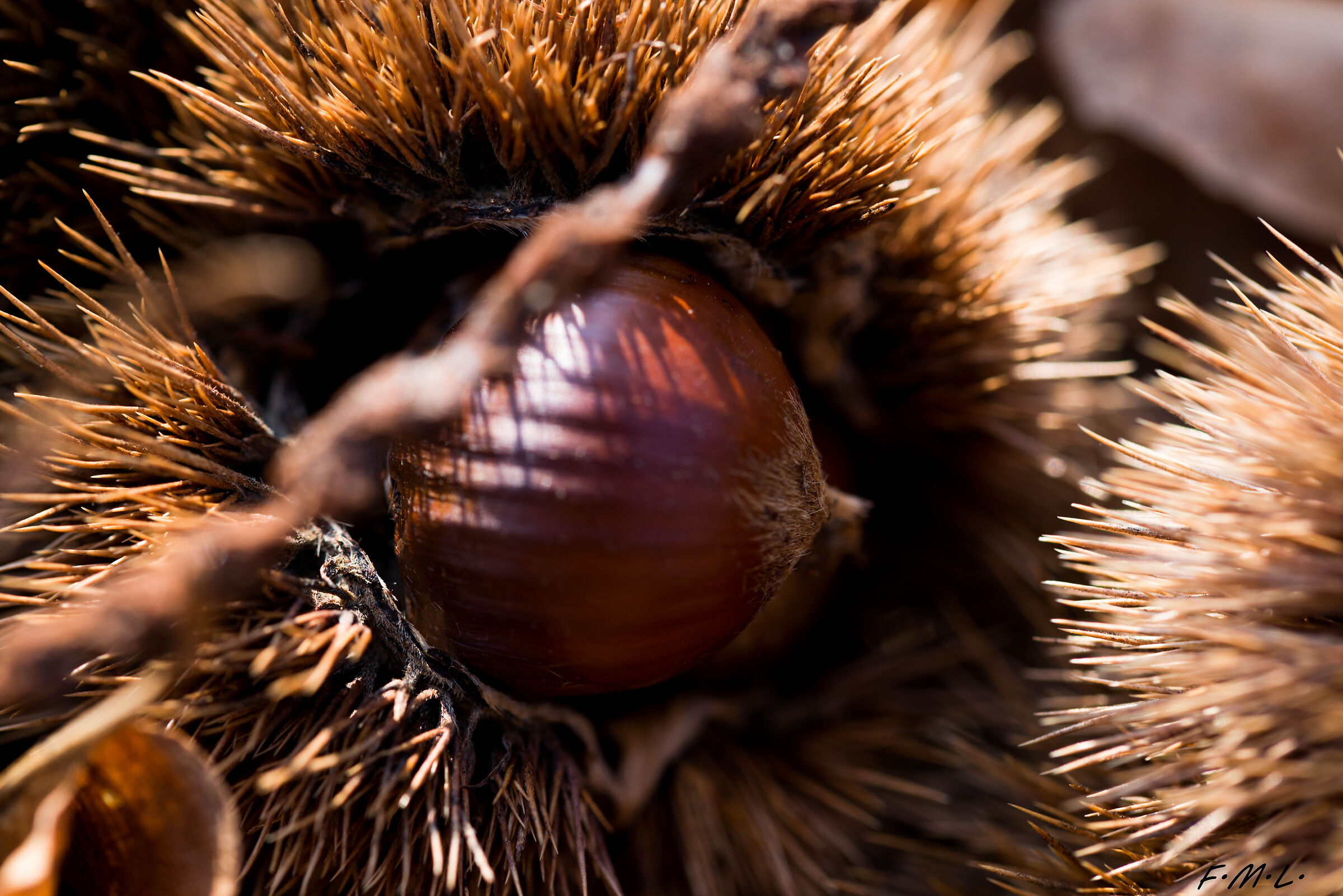 Chestnut