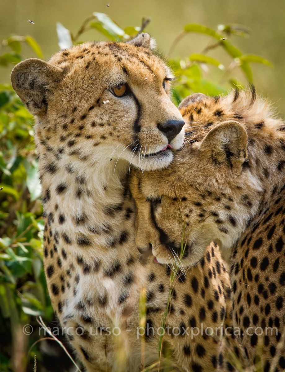 Tenderness between Cheetahs