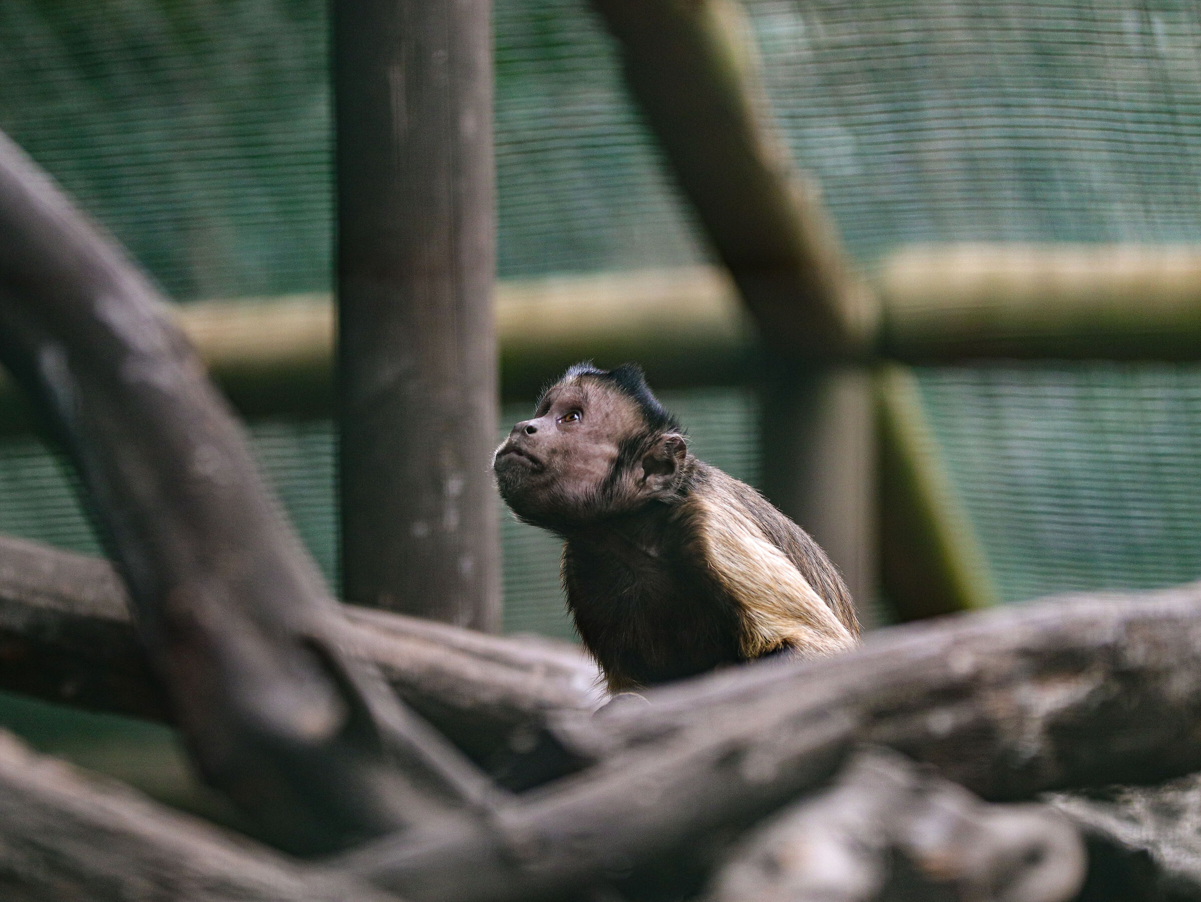Capuchin monkey
