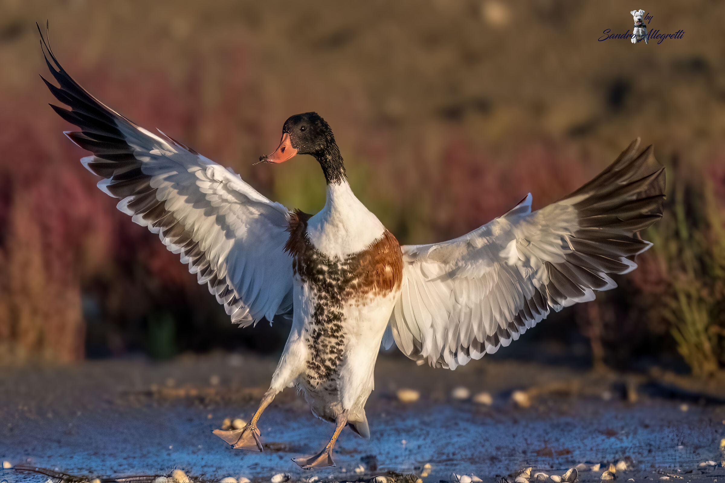 La volpoca (Tadorna tadorna)