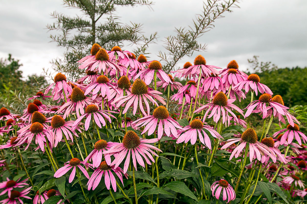 Echinacea