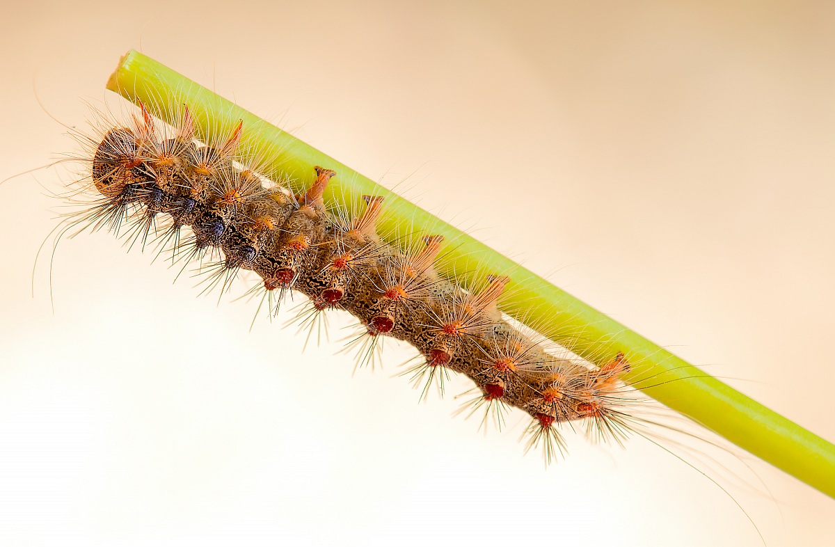 Caterpillar of gypsy moth