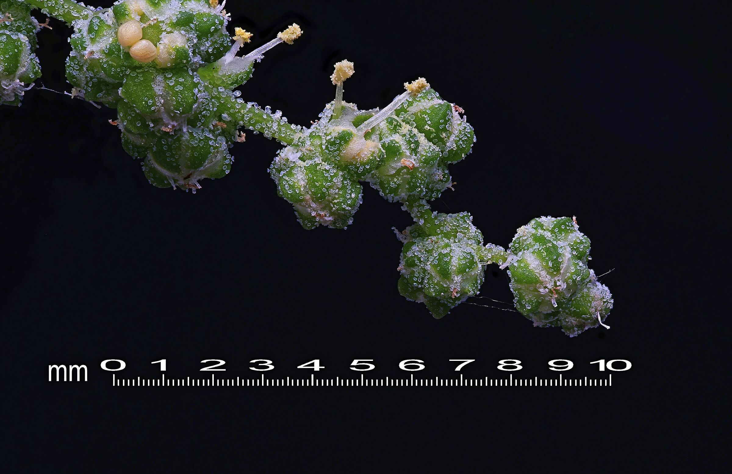 Scattata con Sony lll