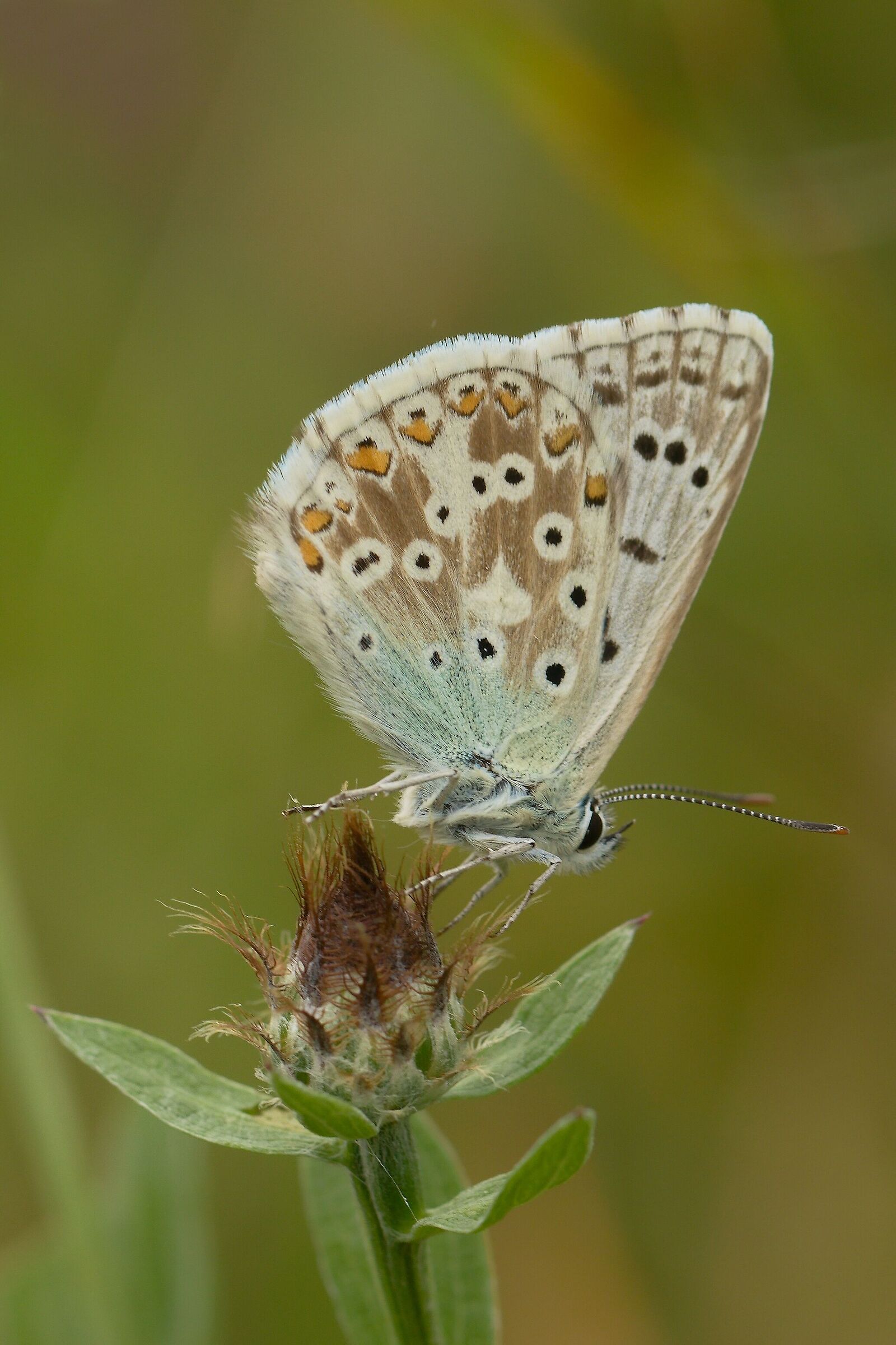 Polyommatus coridon (Lysandra coridon) maschio
