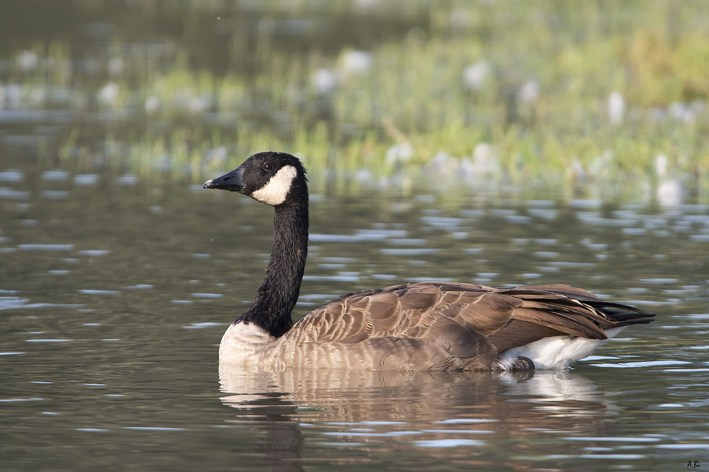 Canada goose