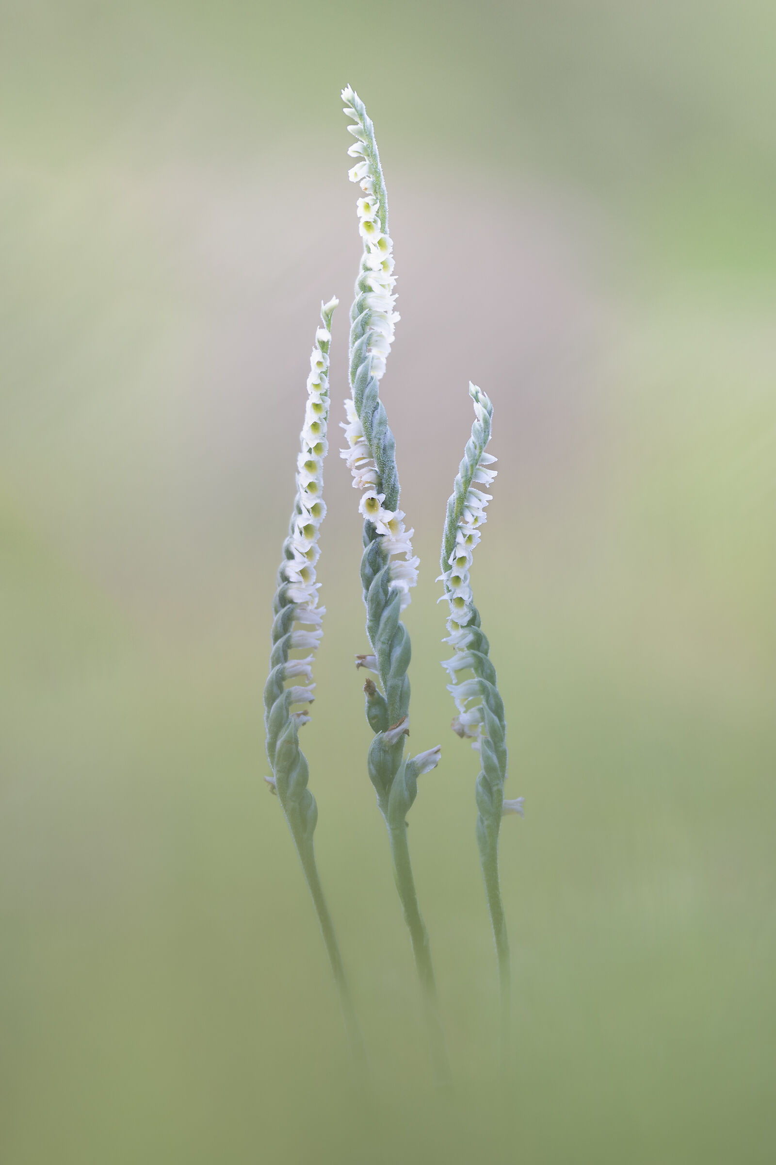 Spiranthes spiralis