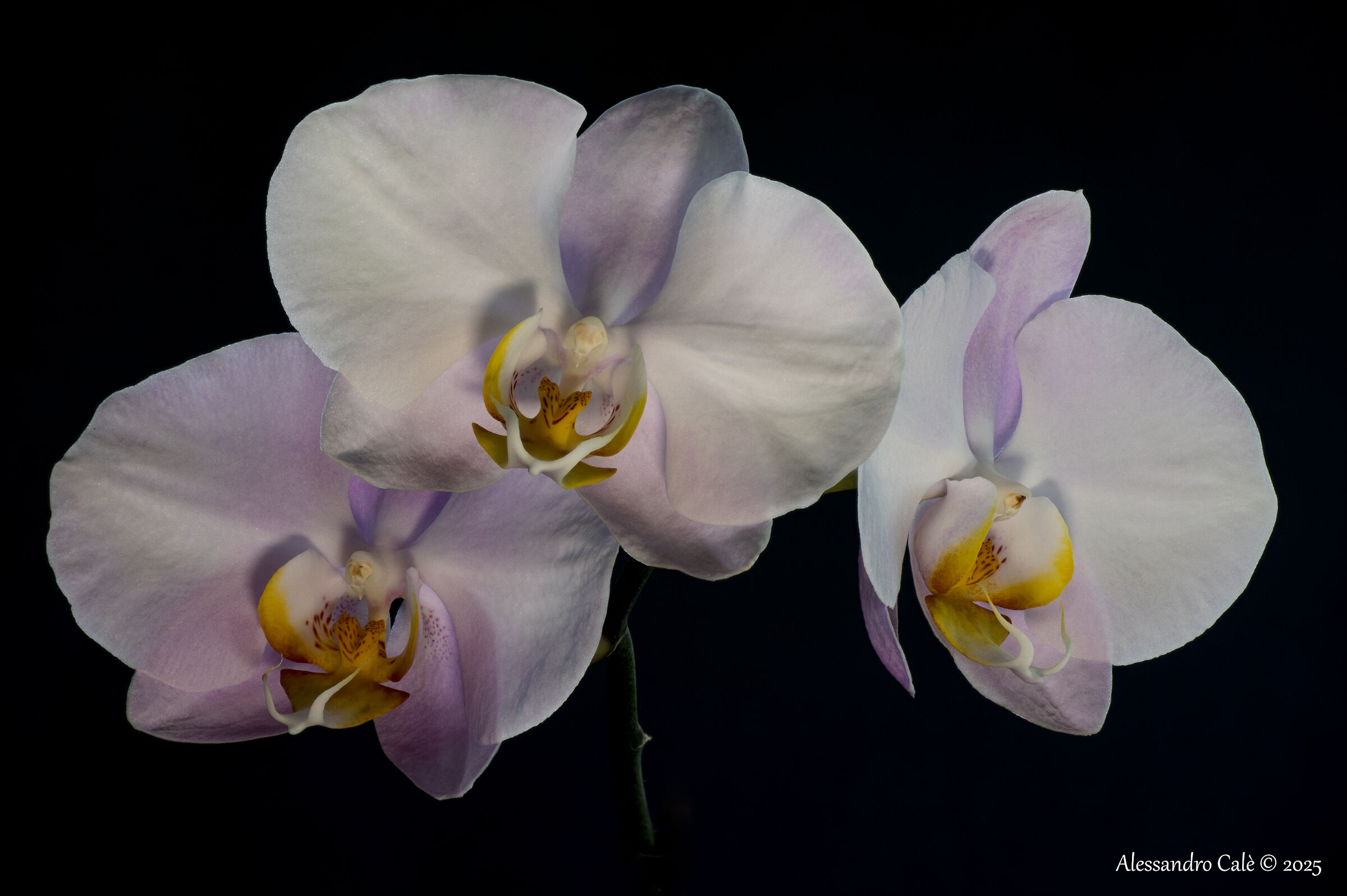 Orchidee 4716_31
