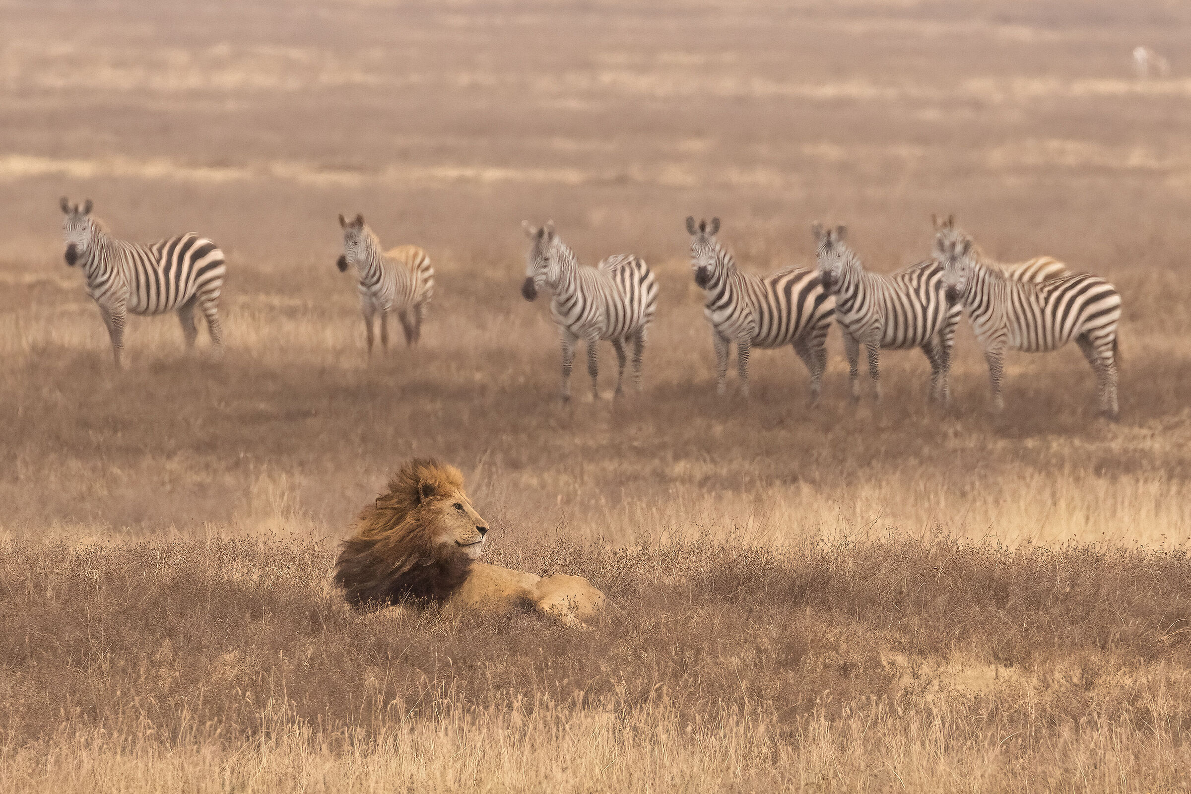 NgoroNgoro Conservation Area - August 2025