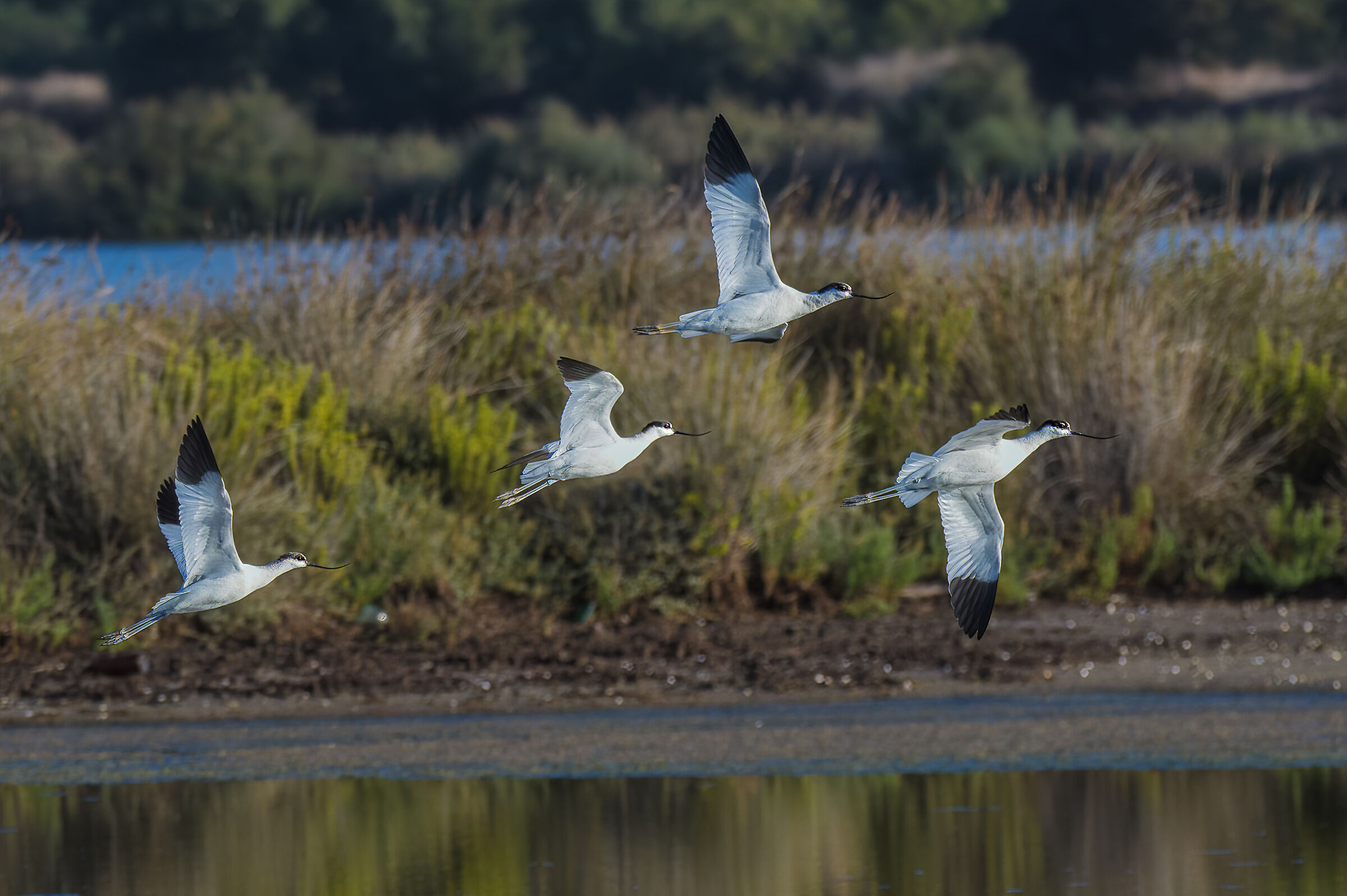Avocets