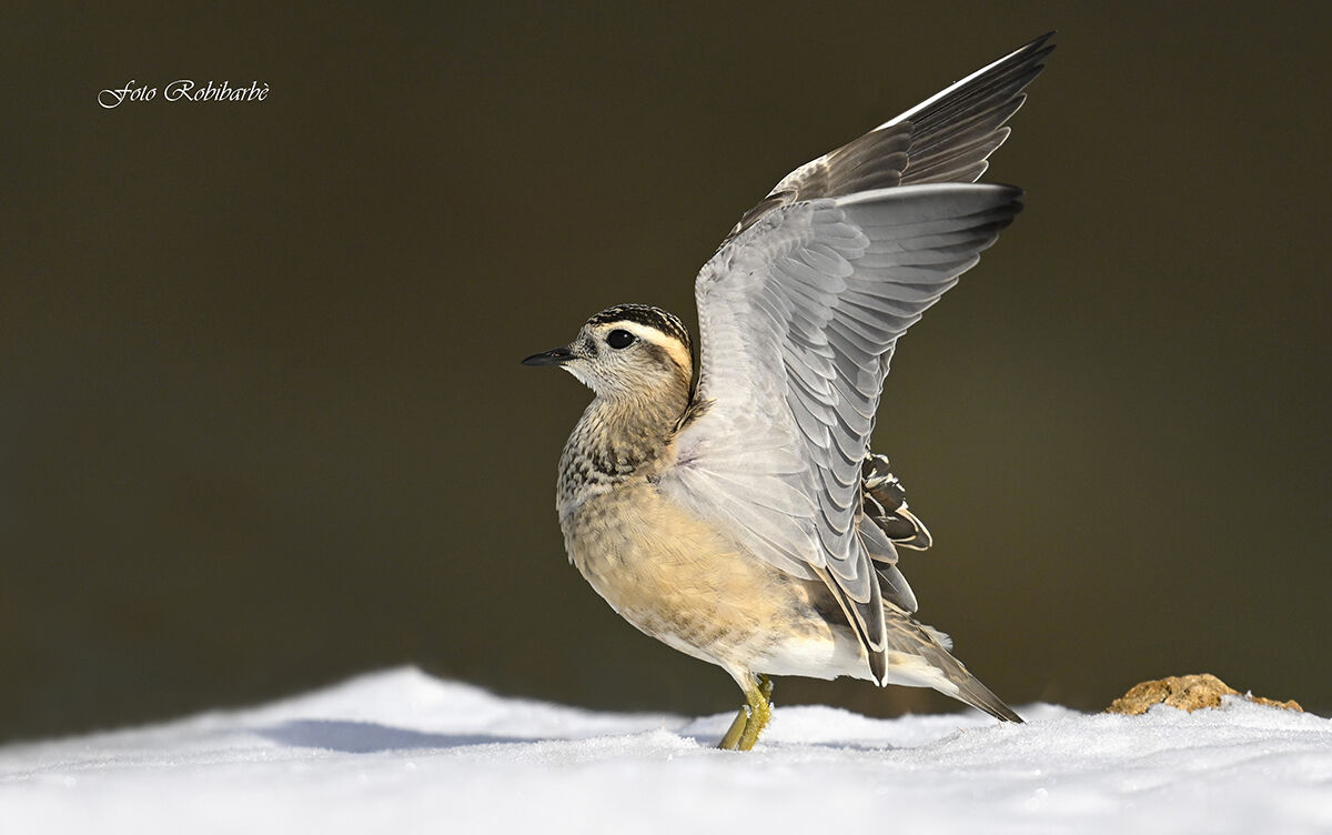 Il Piviere nevoso...
