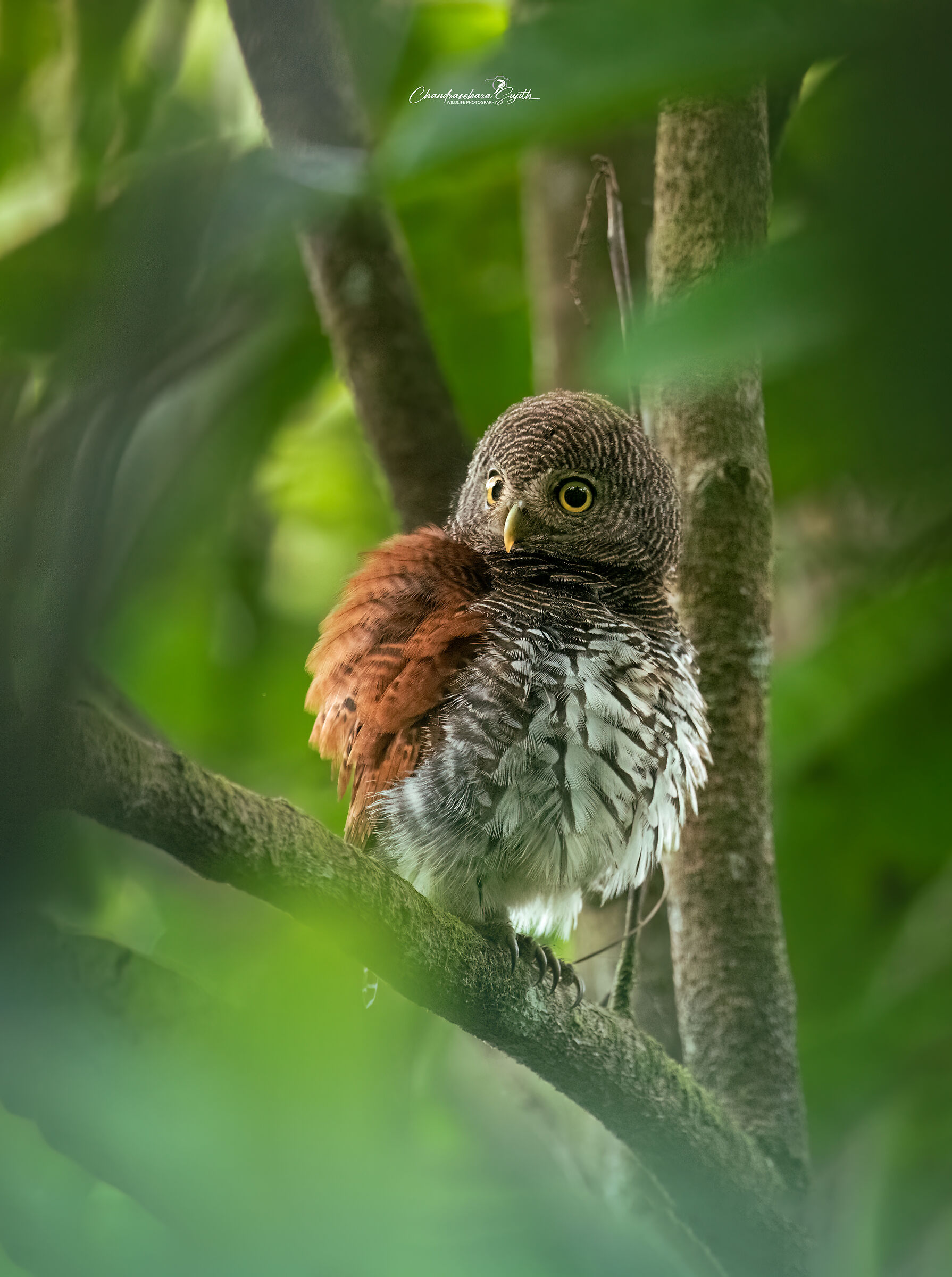 chestnut-backed owl,endemic to Sri Lanka