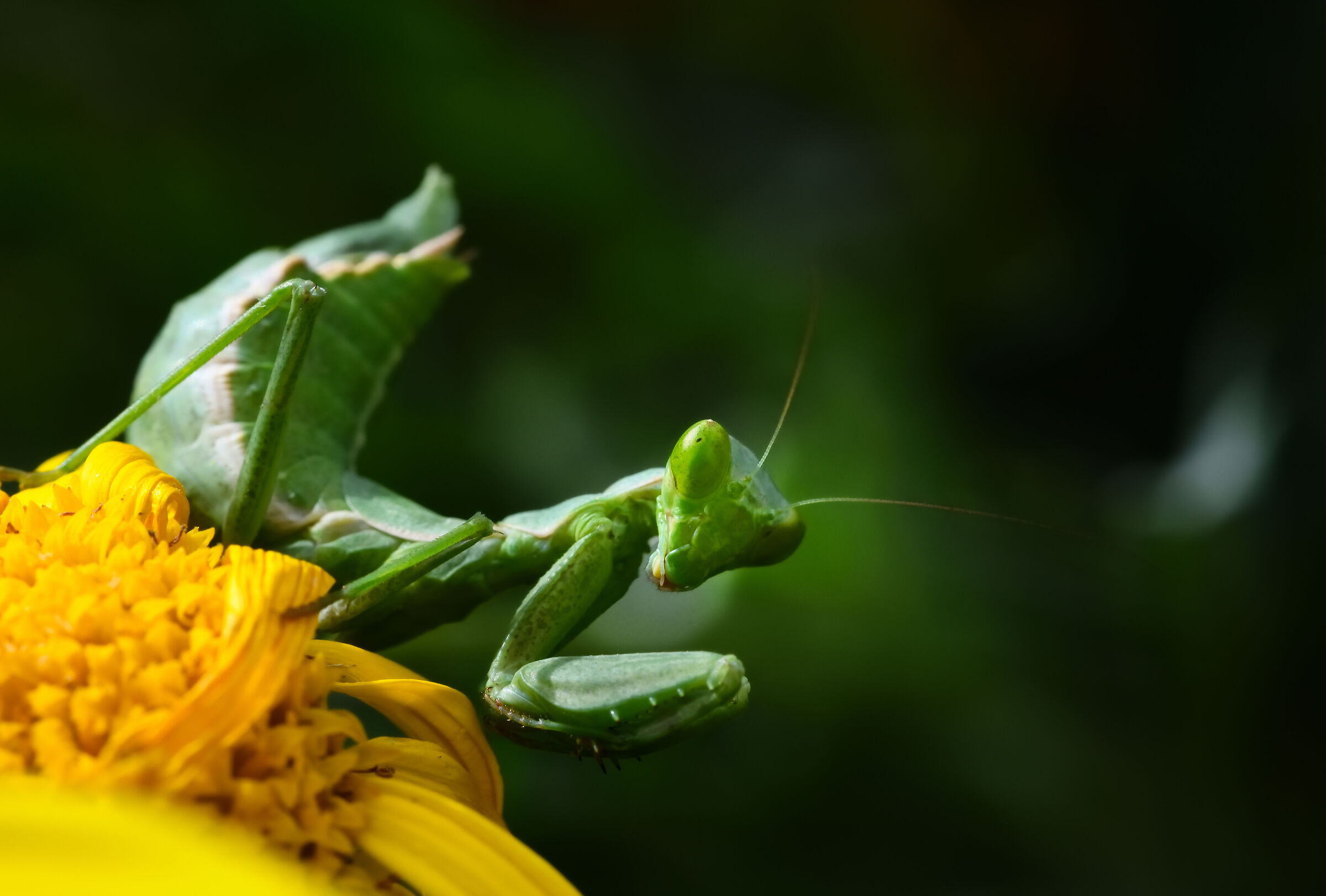 Praying Mantis (again!)