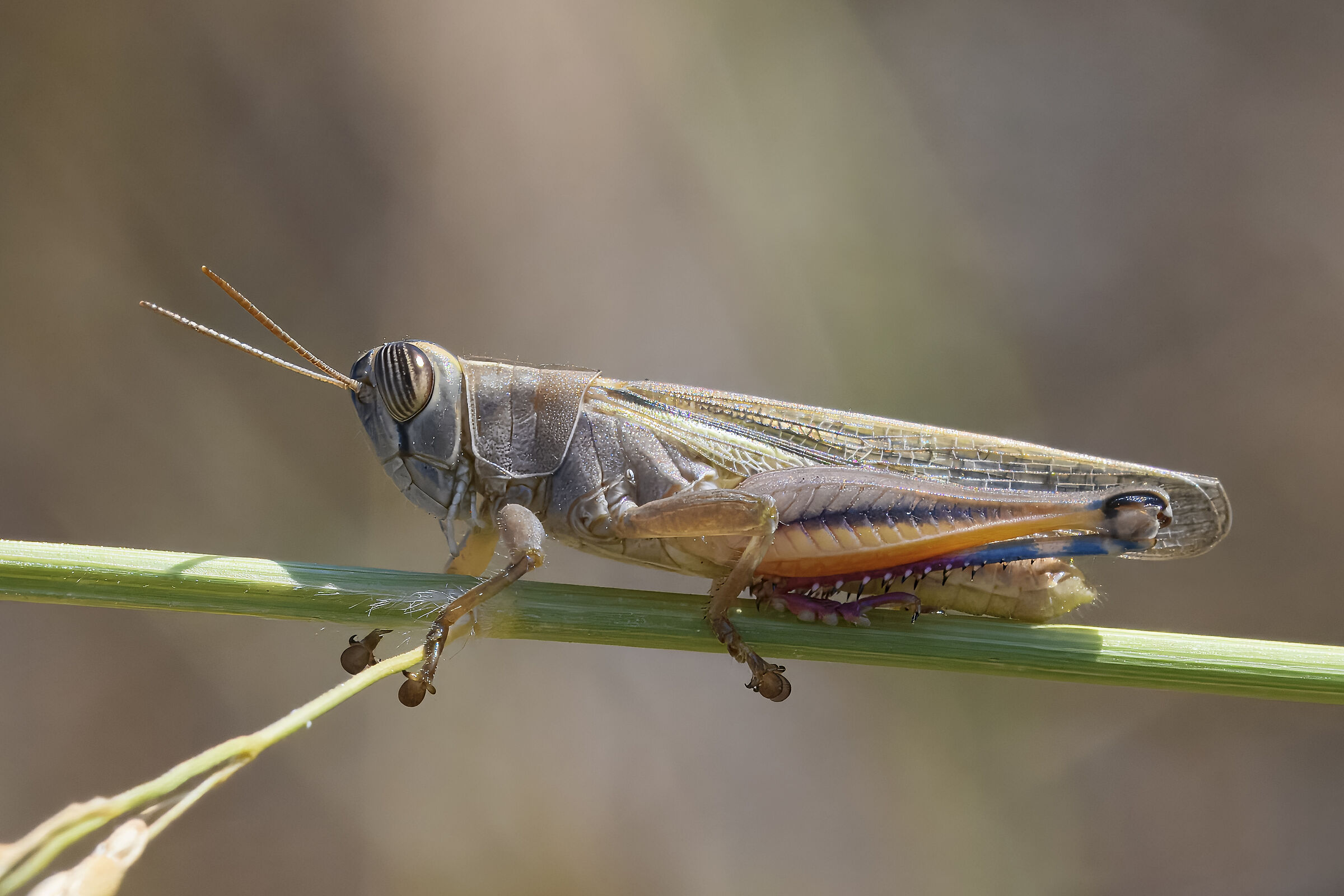 Eyprepocnemis plorans