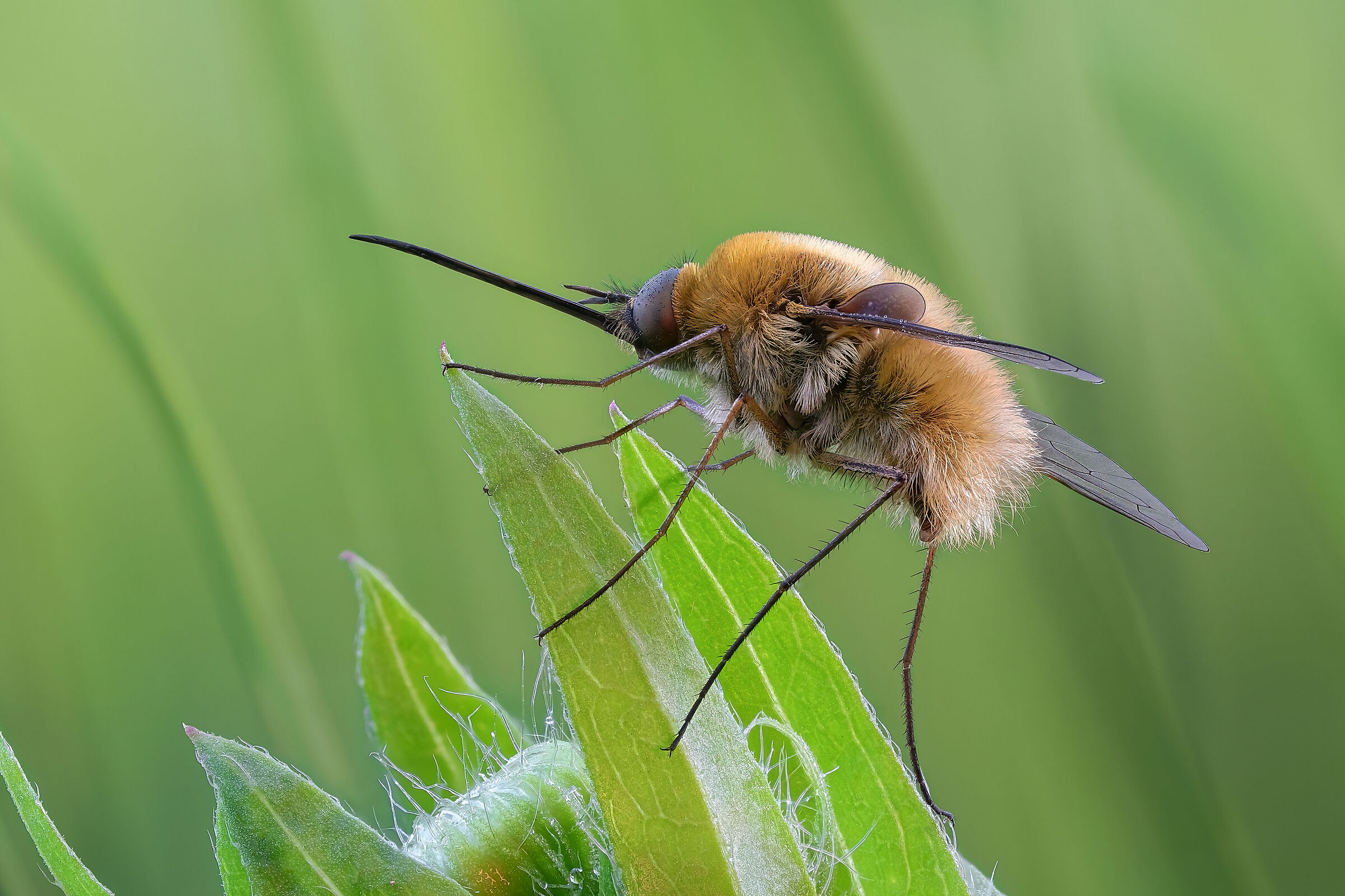 Bombylius minor