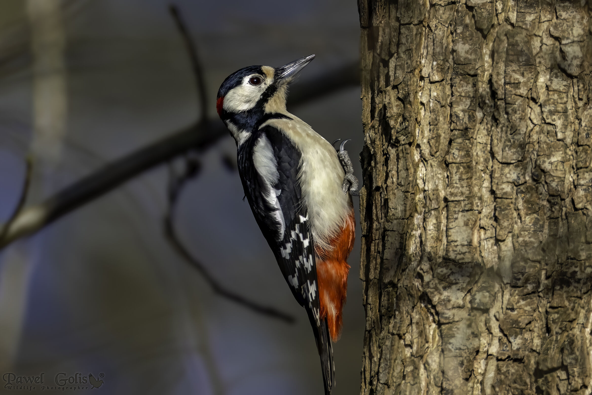 Il picchio rosso maggiore (Dendrocopos major)