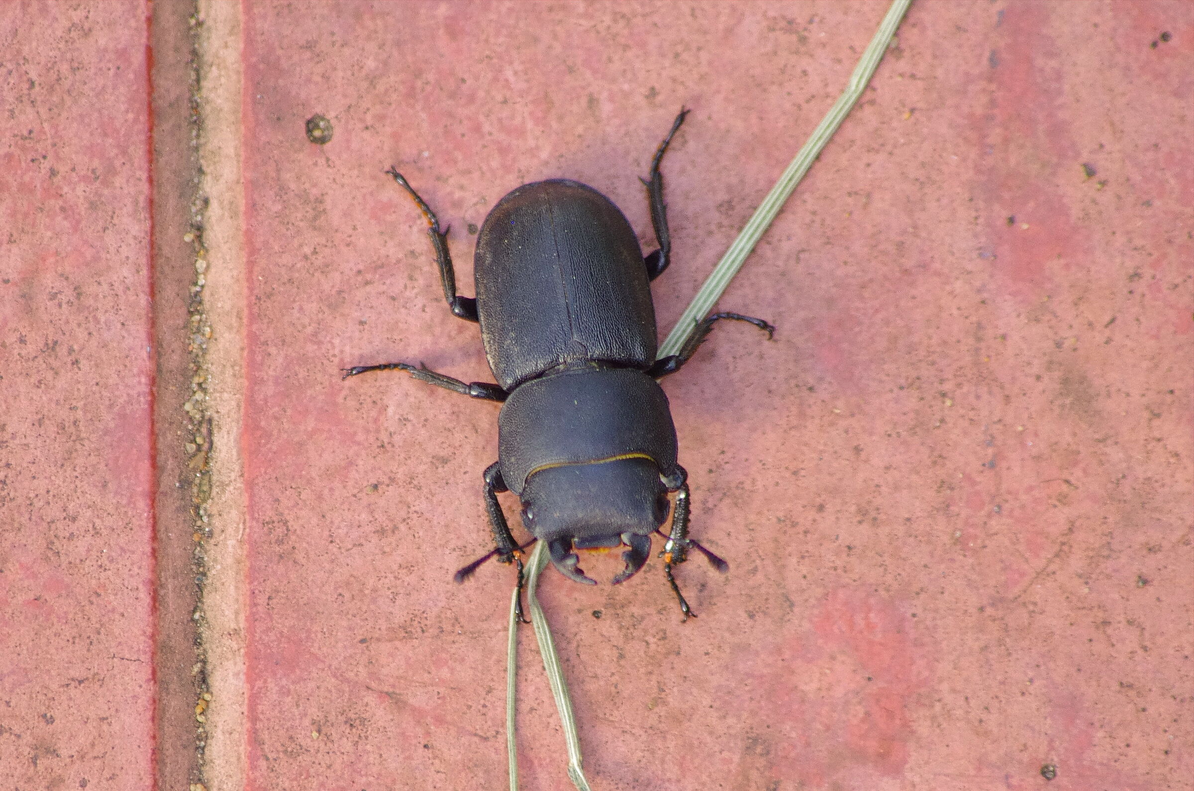 Dorcus parallelipipedus