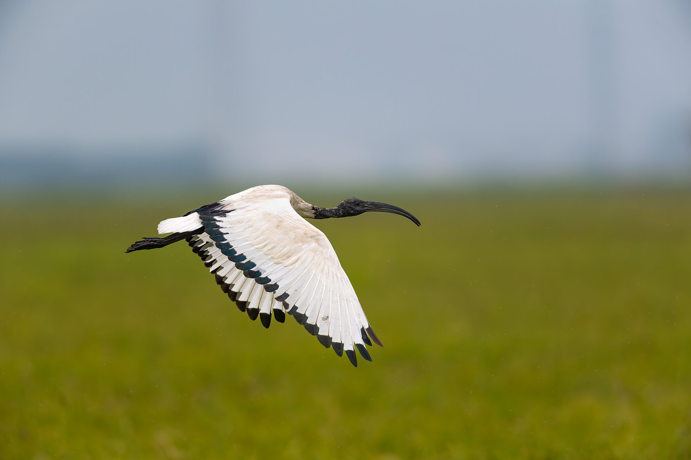 Ibis Sacro - Vercelli rice fields - Piedmont