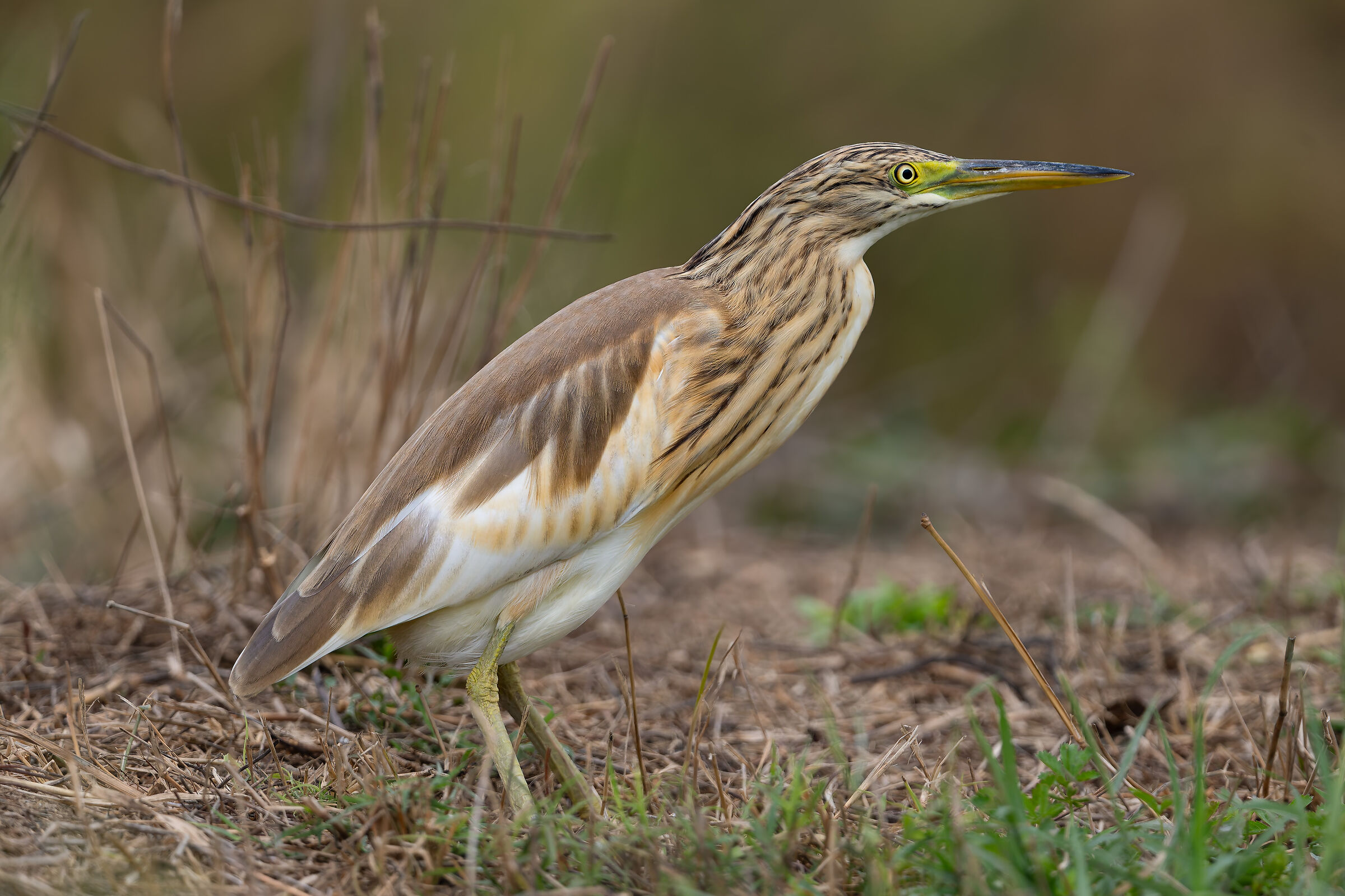 Tuft heron - Vercelli rice fields - Piedmont