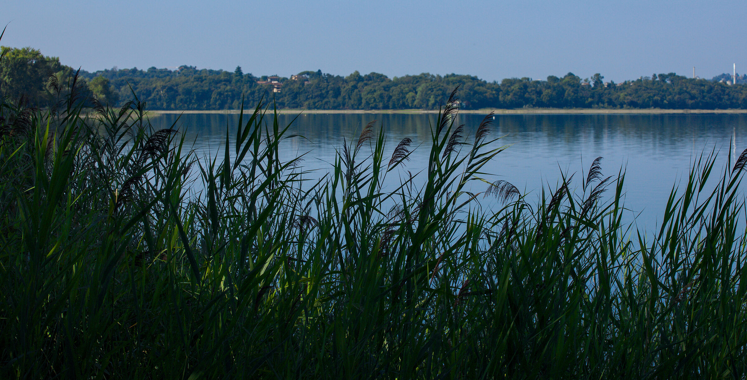 Lago di pusiano, riva con canneto