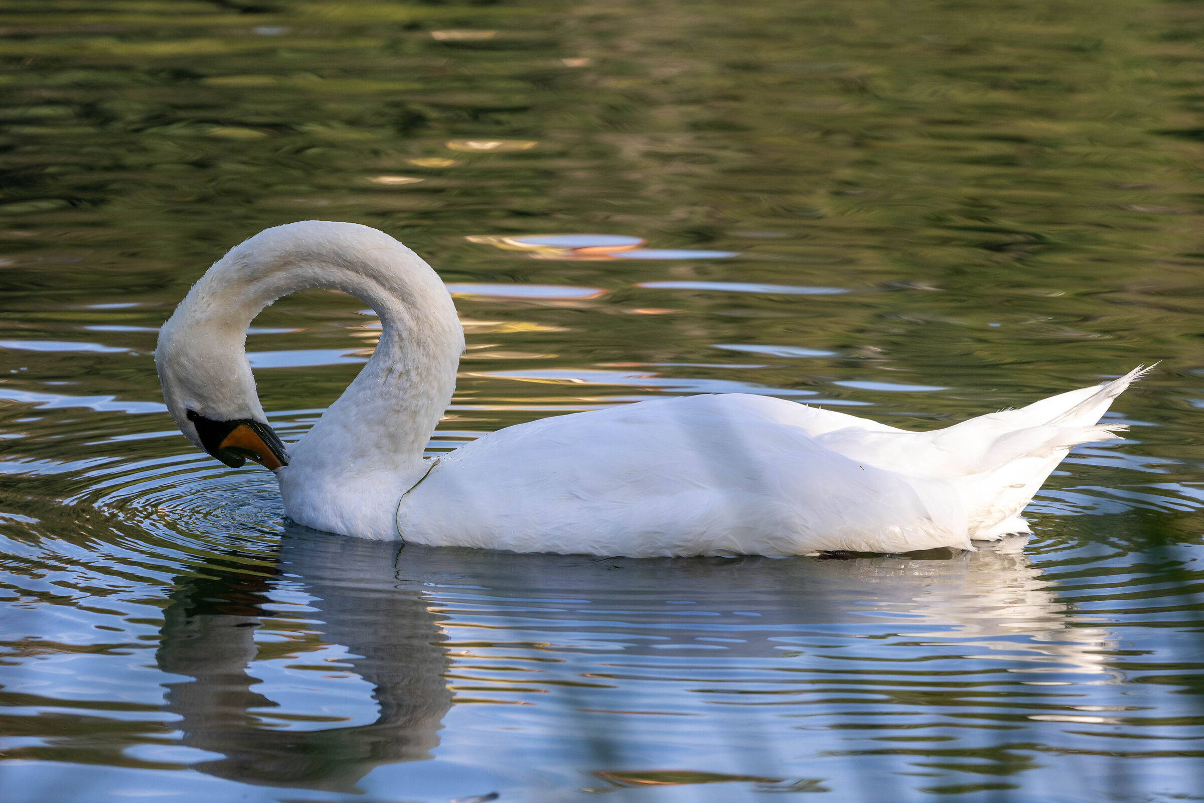 Cigno