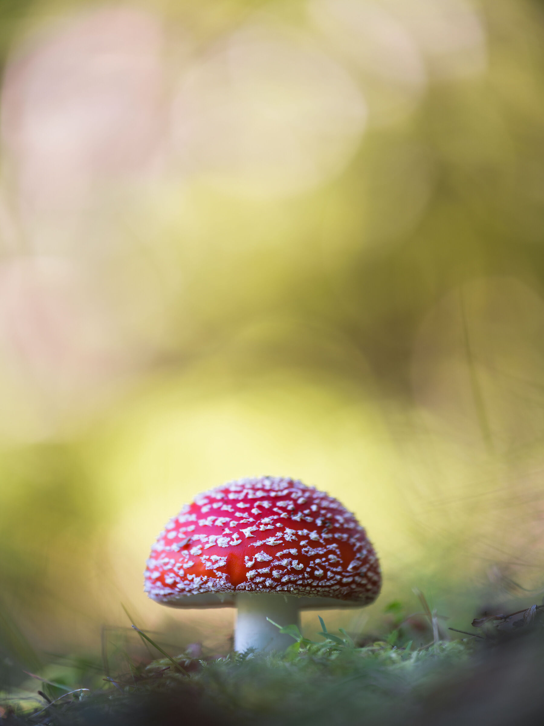 Amanita muscaria