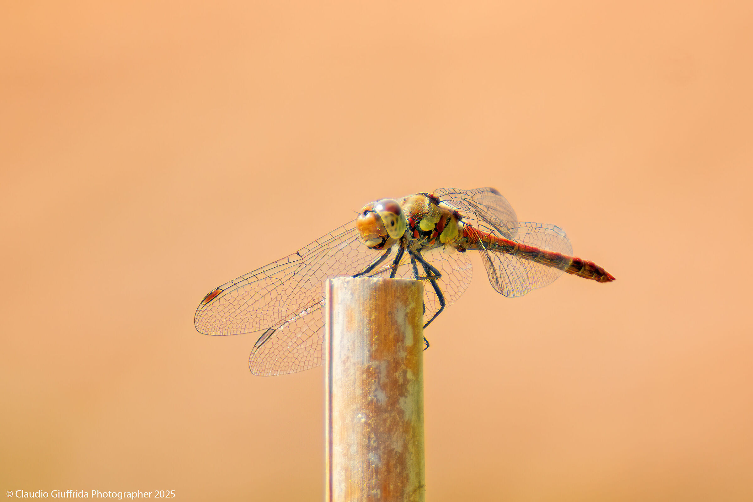 Sympetrum striolatum