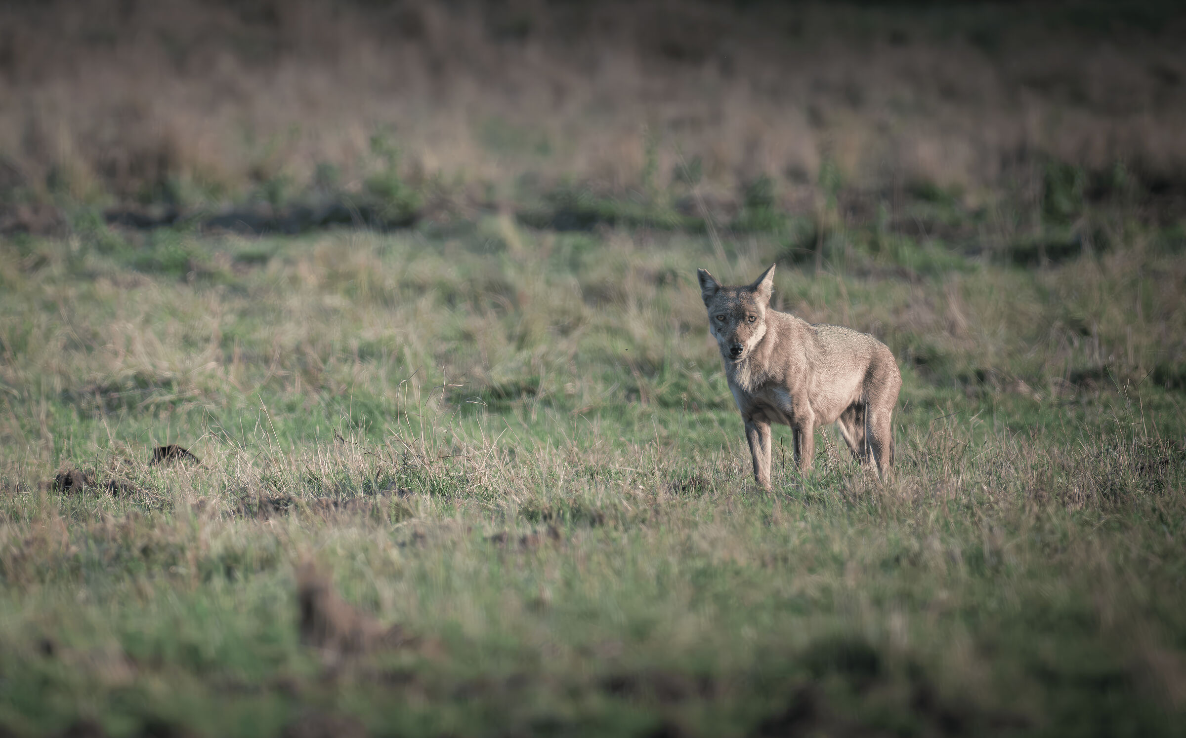 Wolf