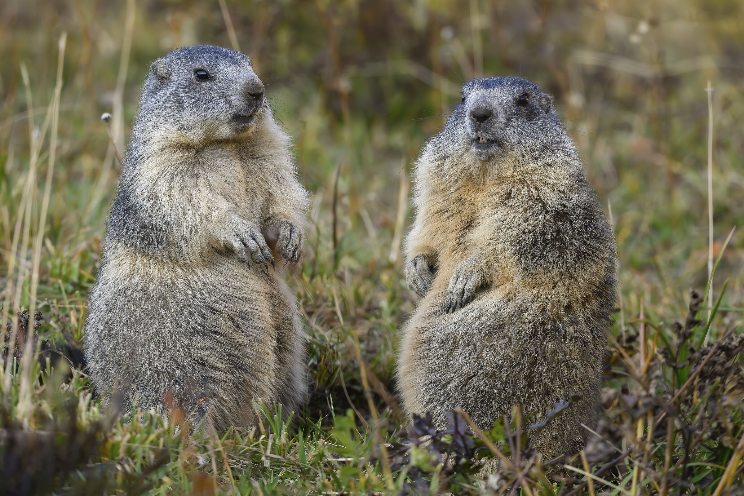 All'ombra del Paradiso