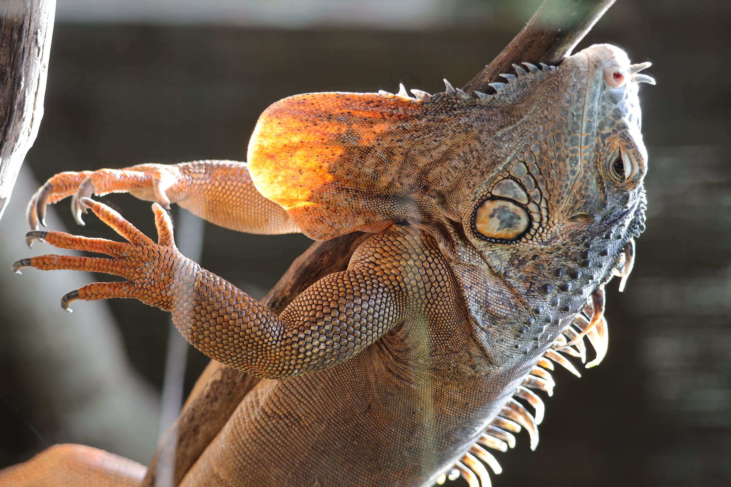 Iguana - relaxing on a branch