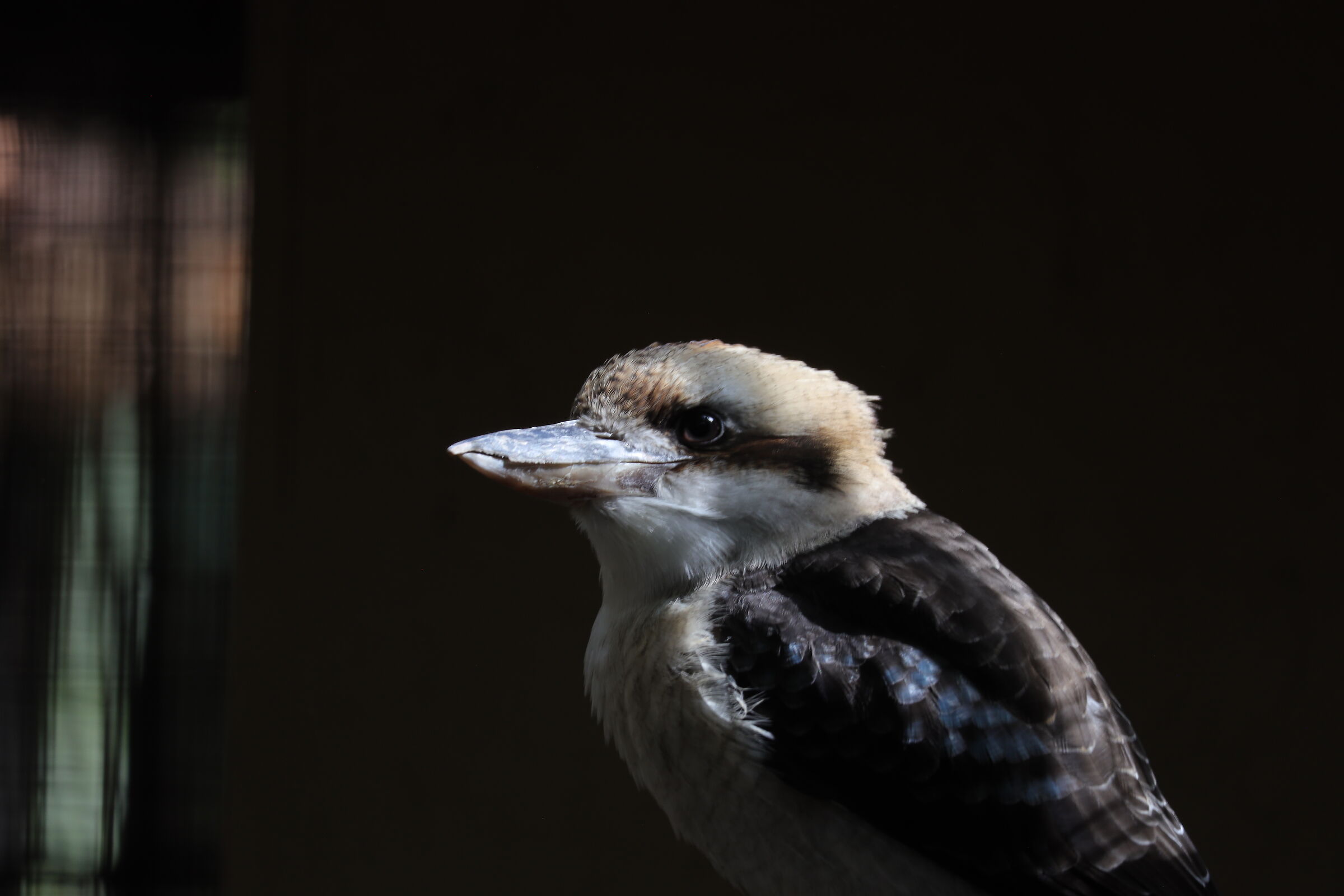 Kookaburra