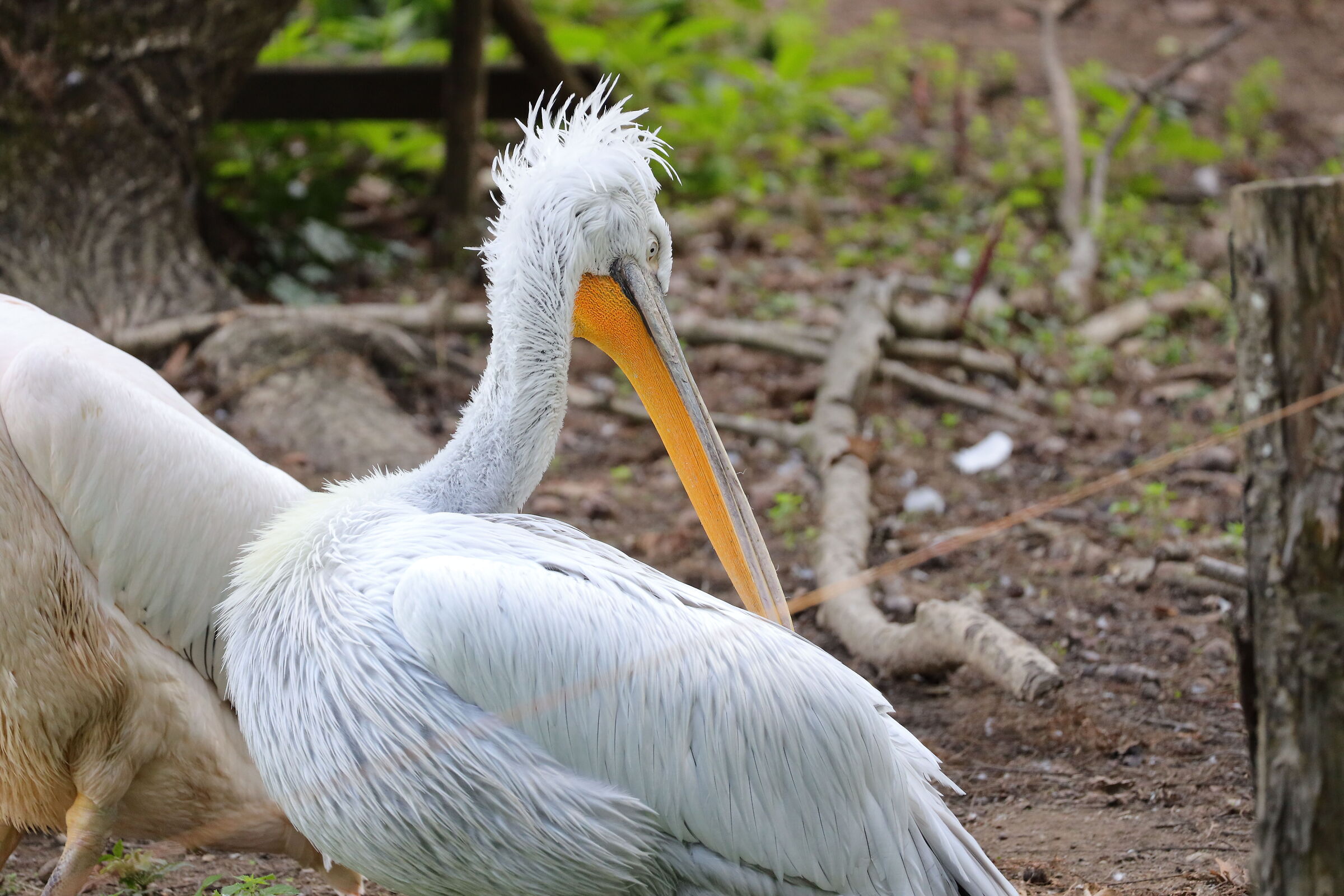 Disheveled Pelican