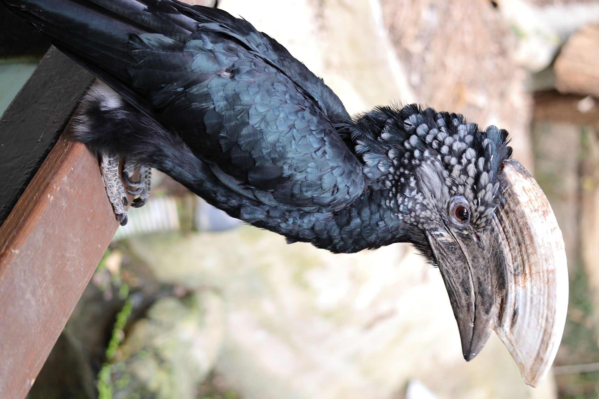 Silver-eared hornbill