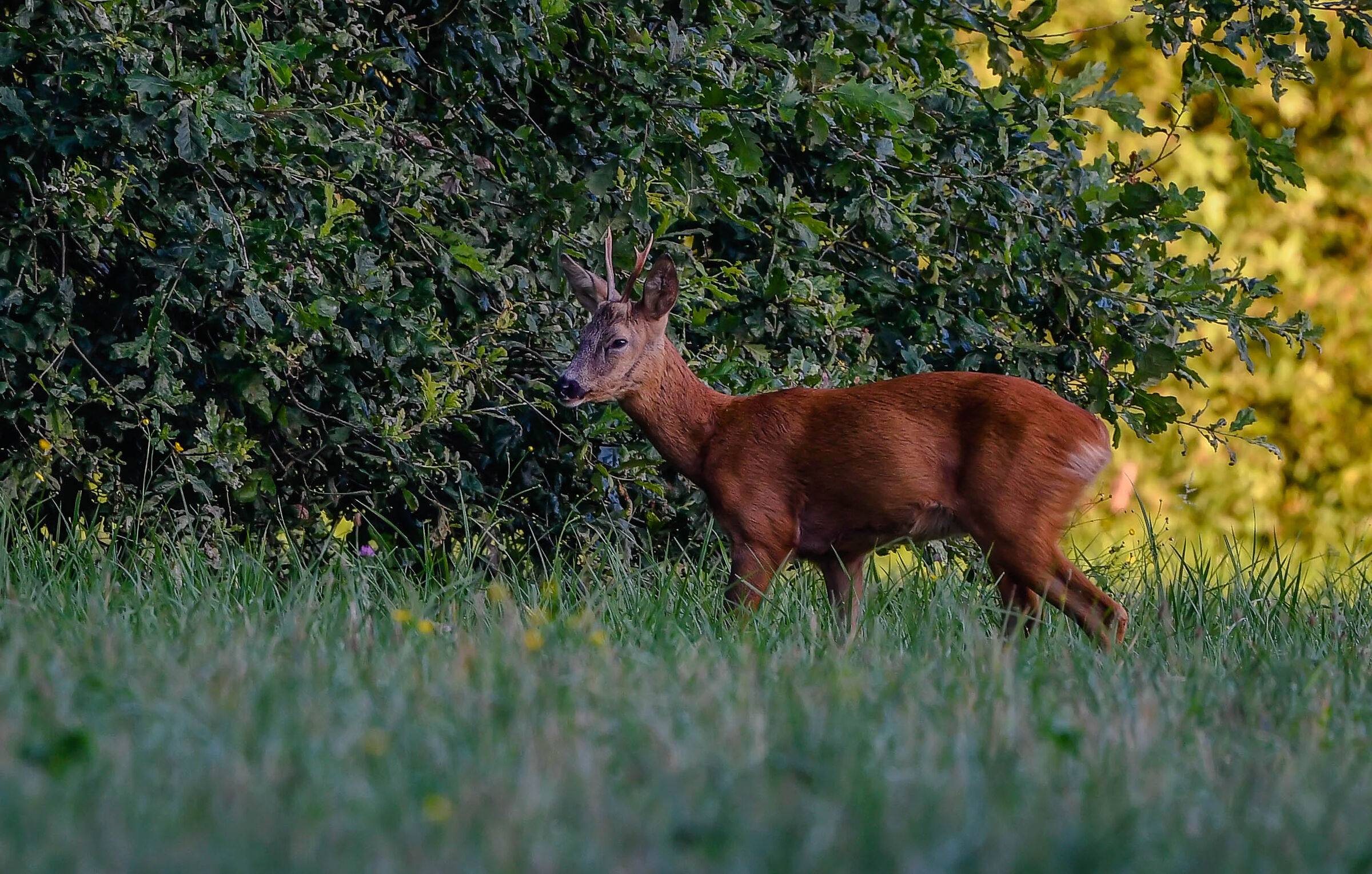 Capriolo