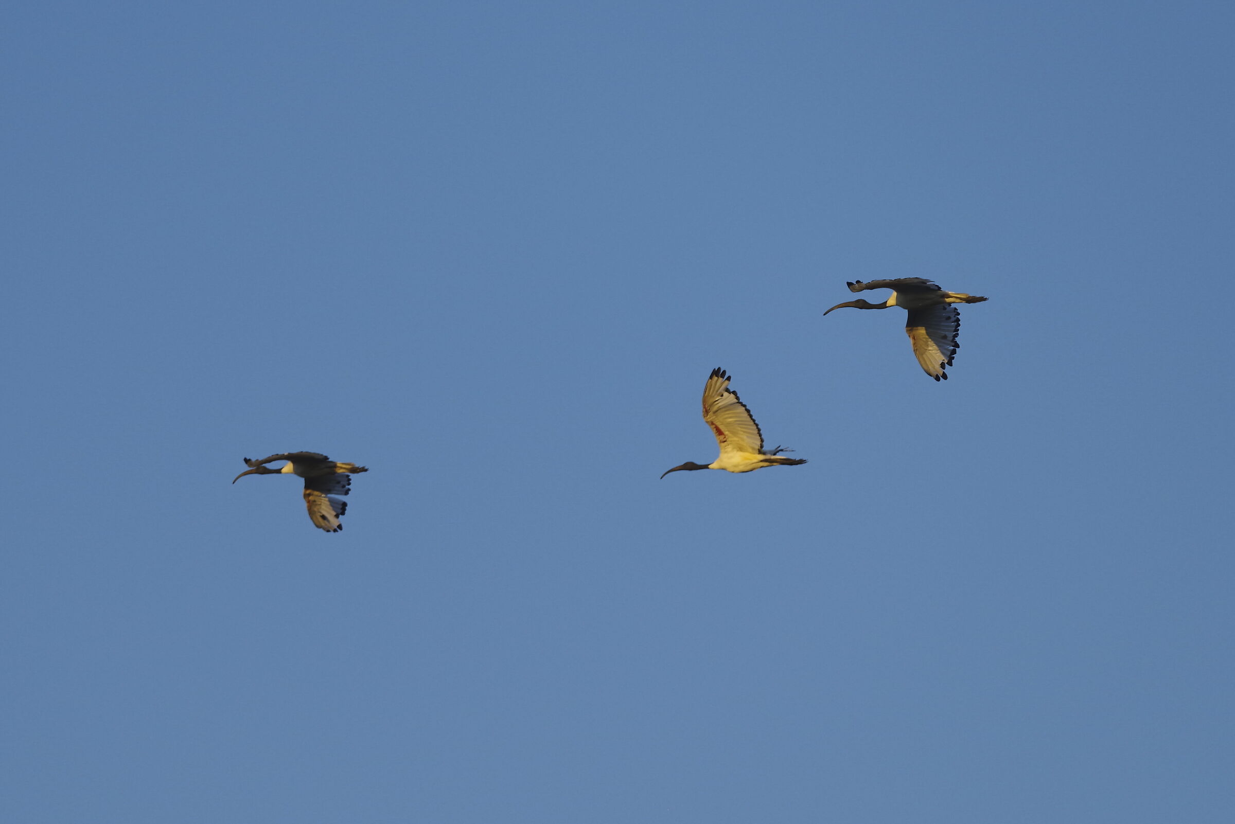 The flight of the ibis